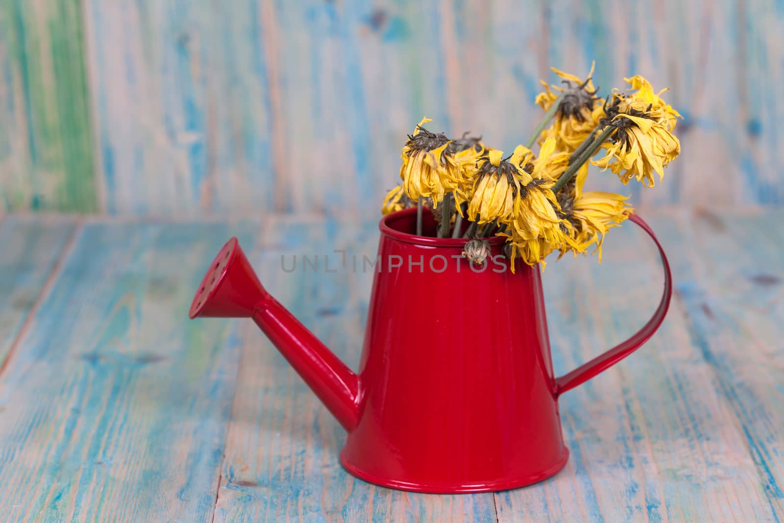 flowers with leaves in watering can on wood by amnarj2006