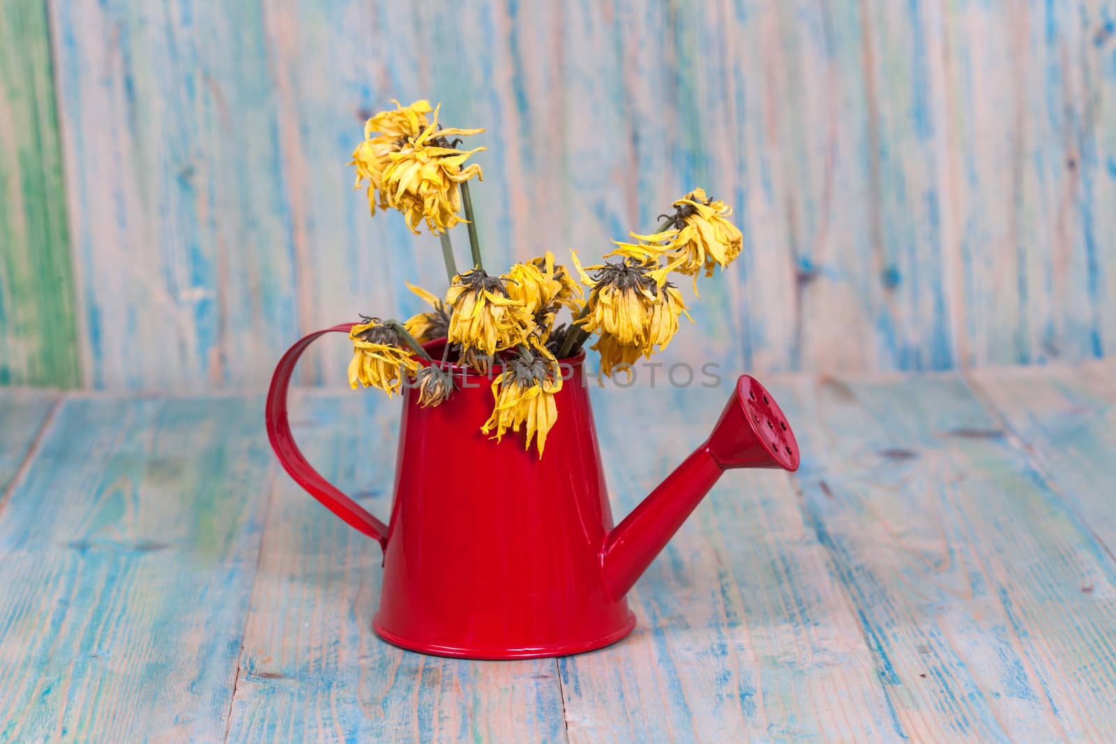 flowers with leaves in watering can on wood