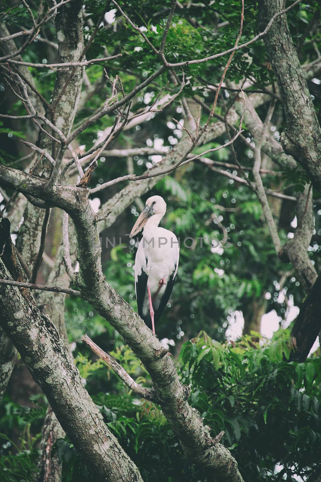 Image of stork perched on tree branch. - Vintage Filter by yod67