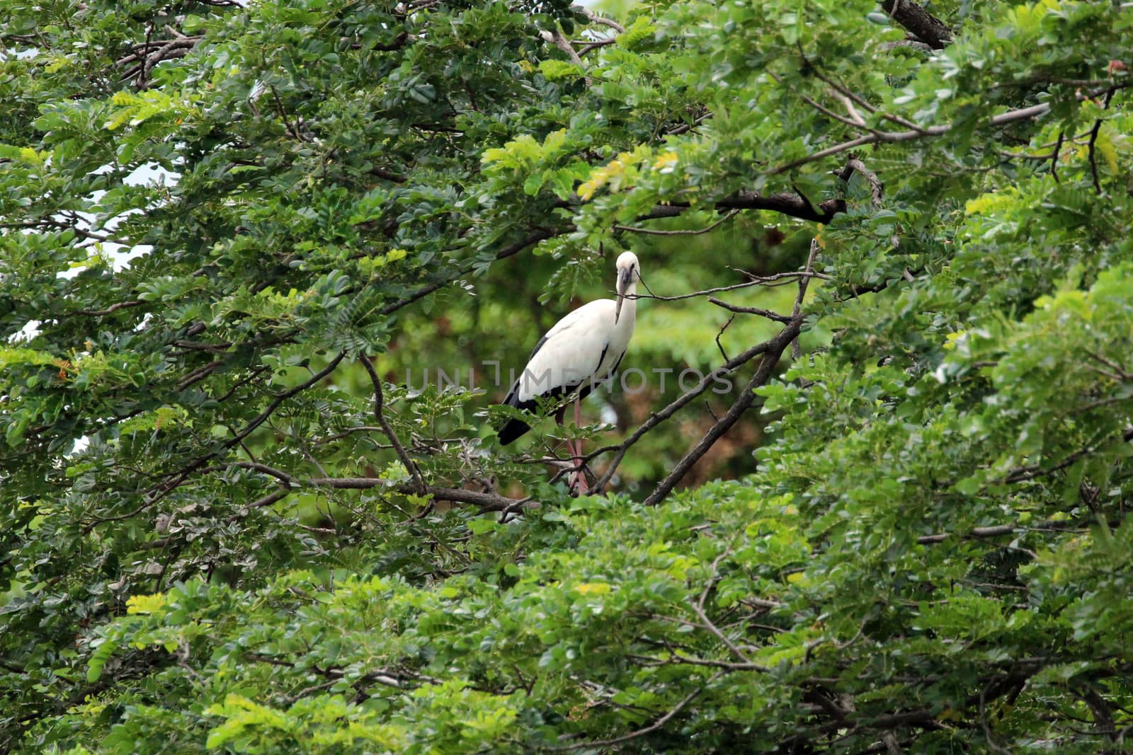Image of stork perched on tree branch. by yod67