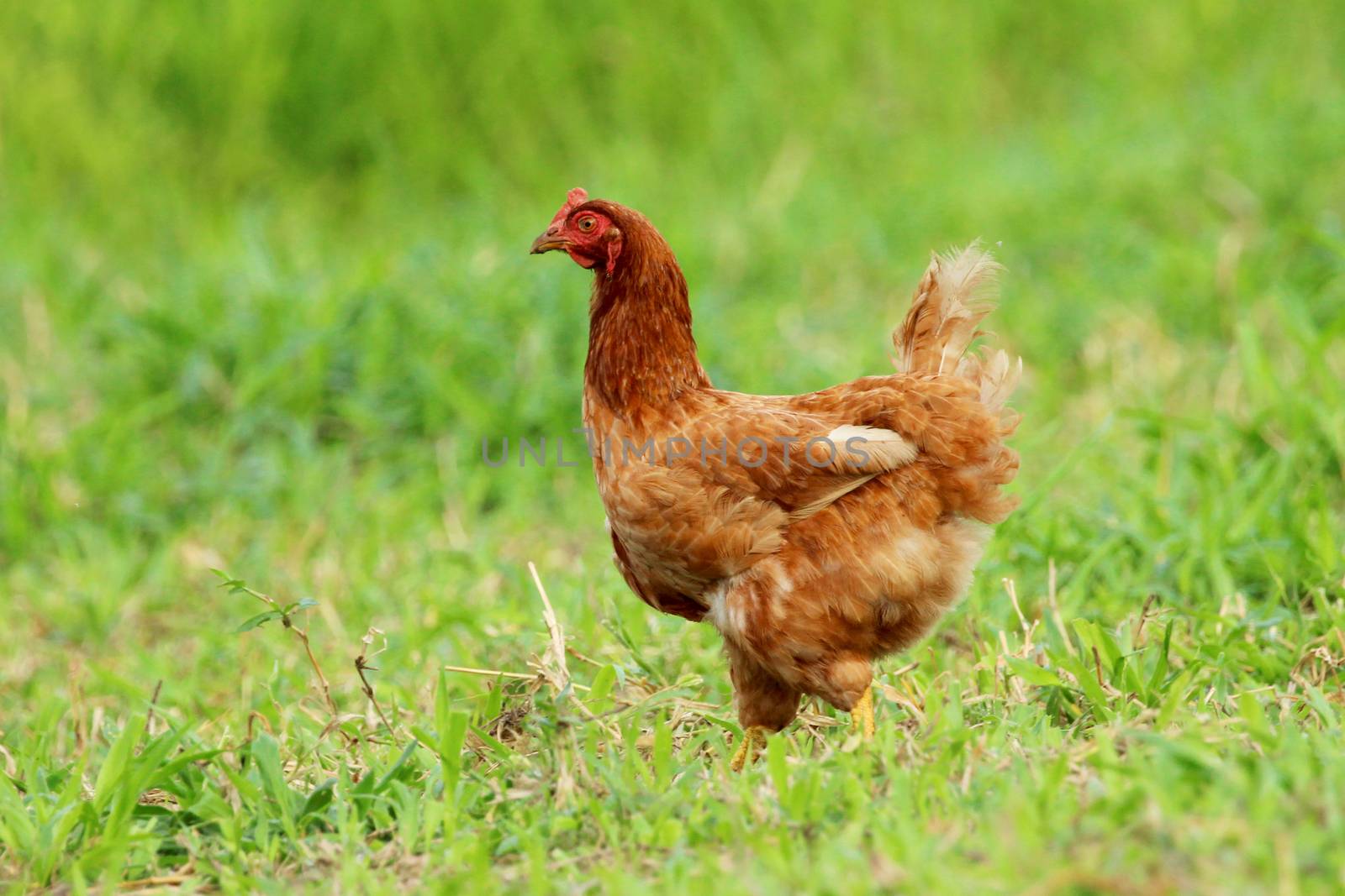 Image of red hen in green grass field. by yod67