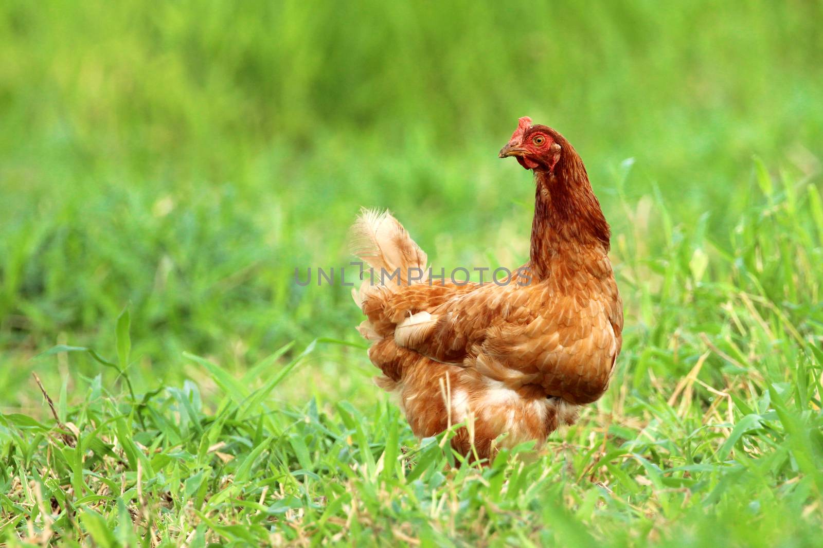 Image of red hen in green grass field. by yod67