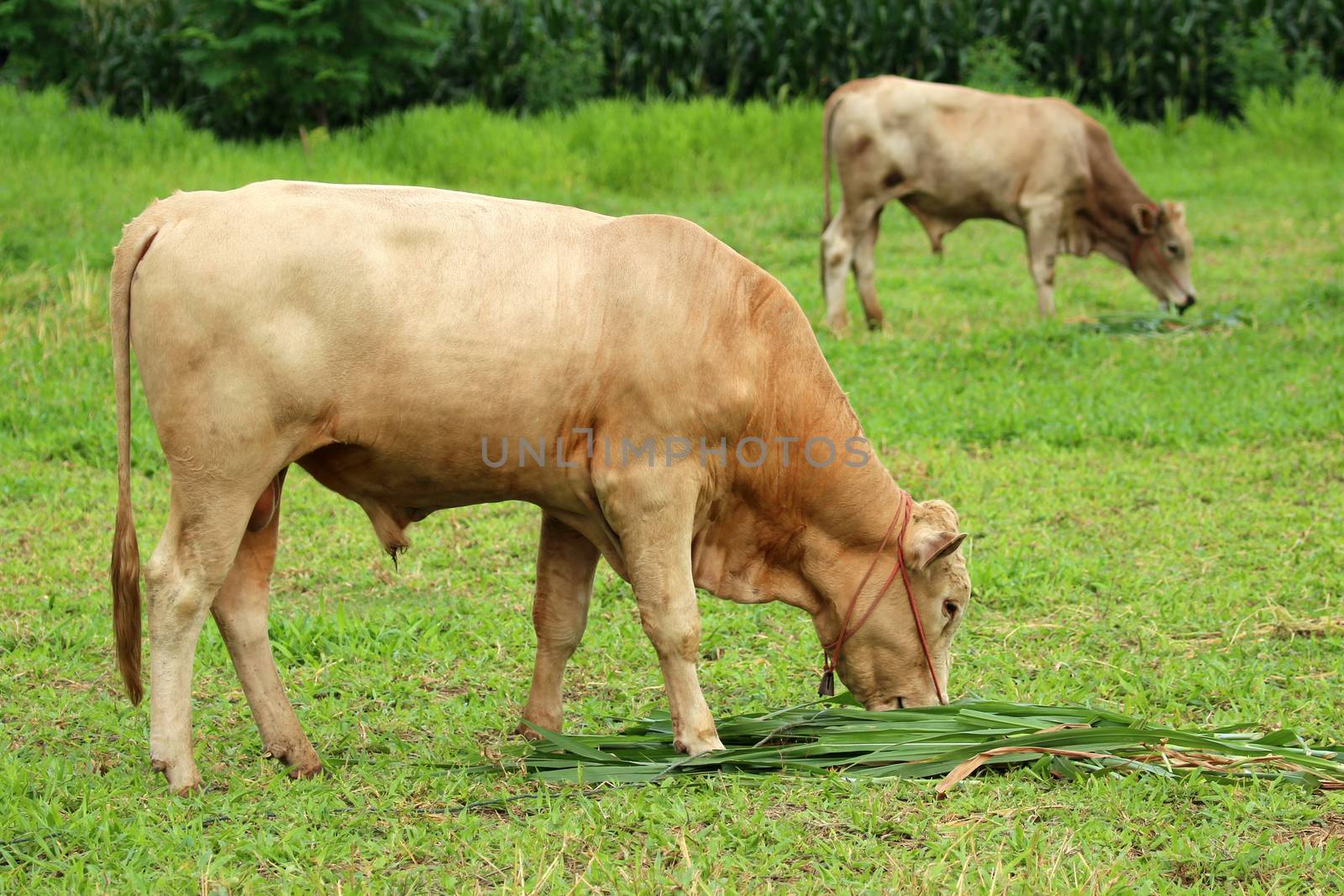 Image of a brown cow eating grass. by yod67