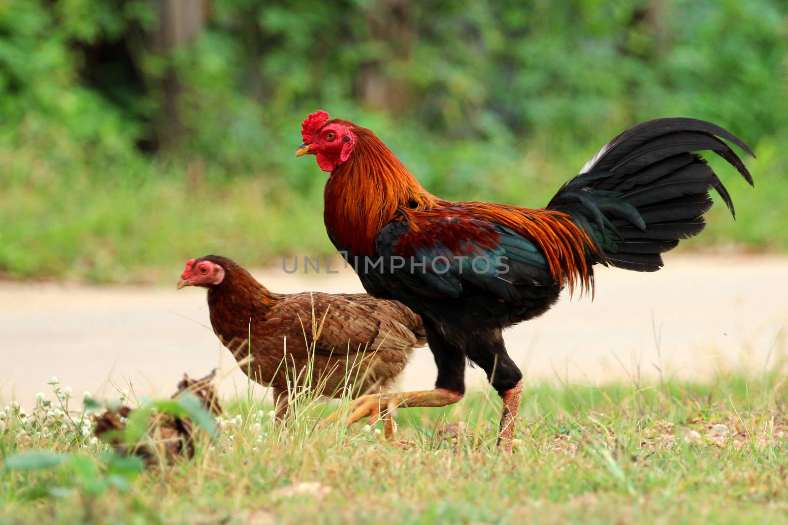 Image of rooster and hen in green grass field.
