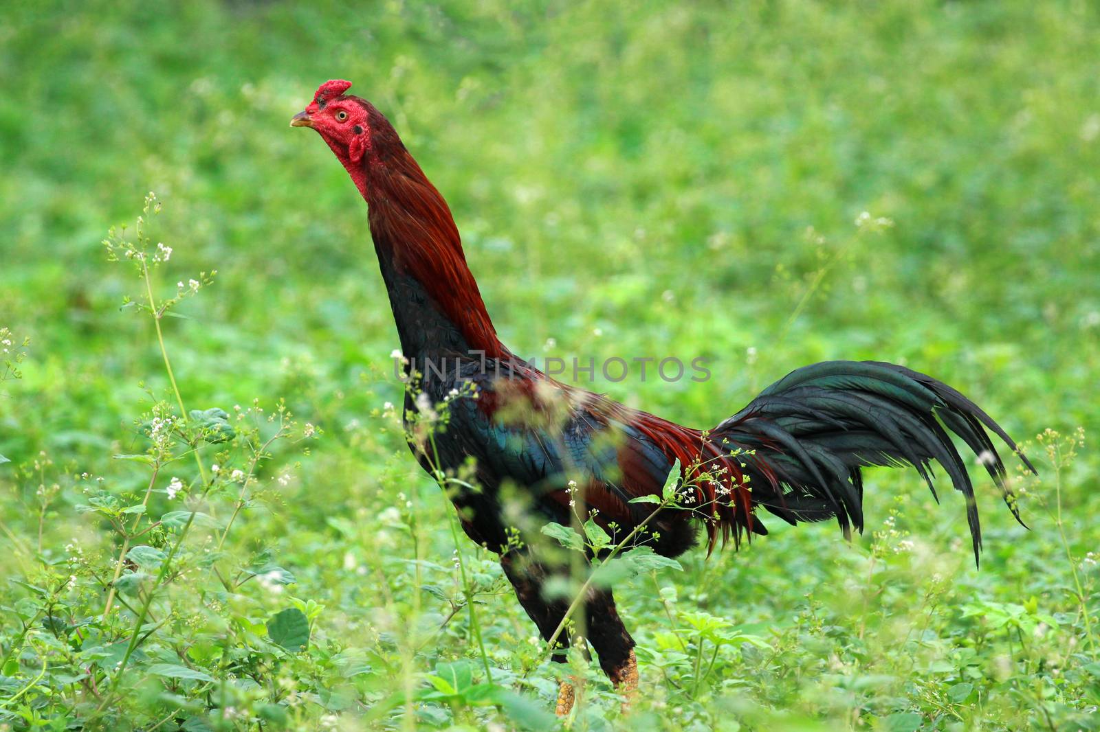 Image of rooster in green field.