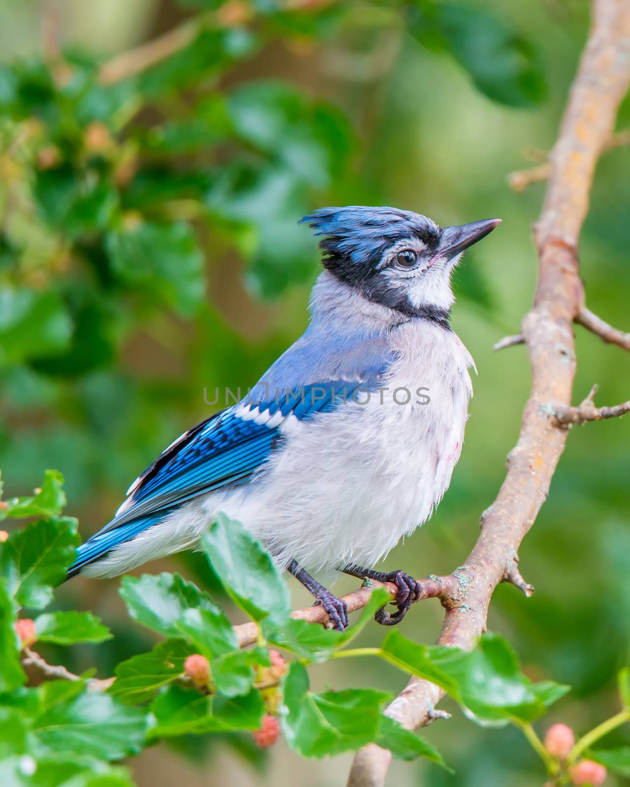 Male blue jay perched on a branch.