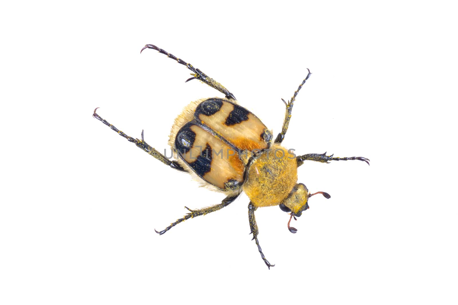 Colored yellow bug isolated on a white background