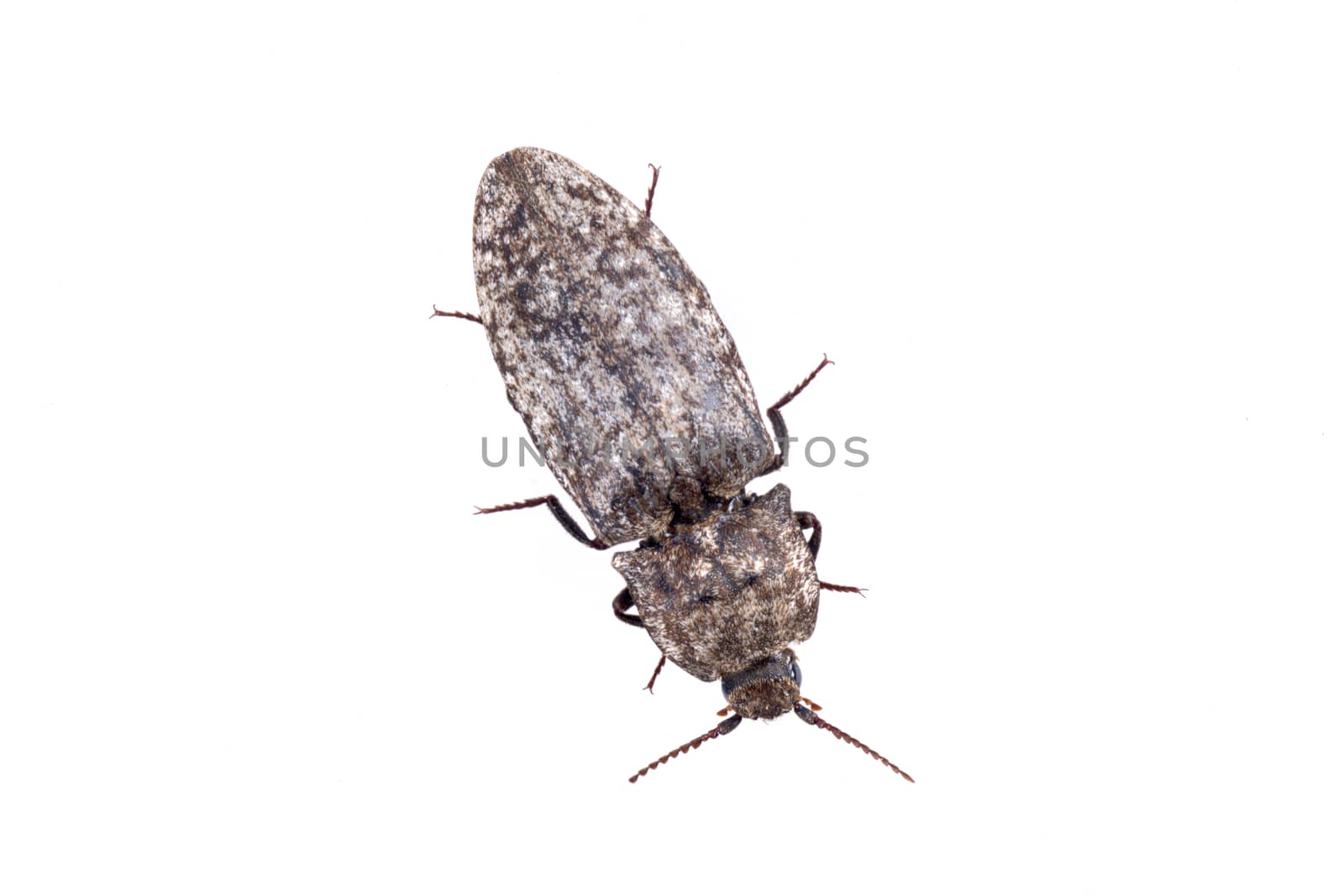 Brown bug isolated on a white background