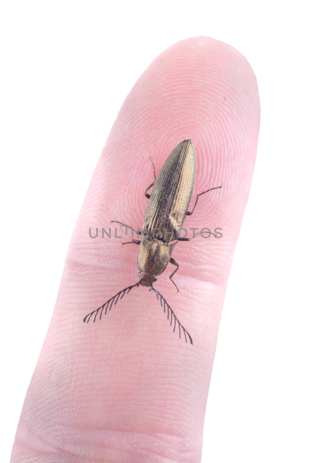 Small bug on a human finger isolated on a white background