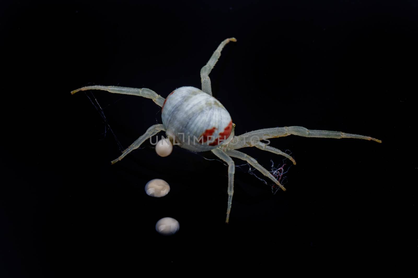 White spide isolated on a black background