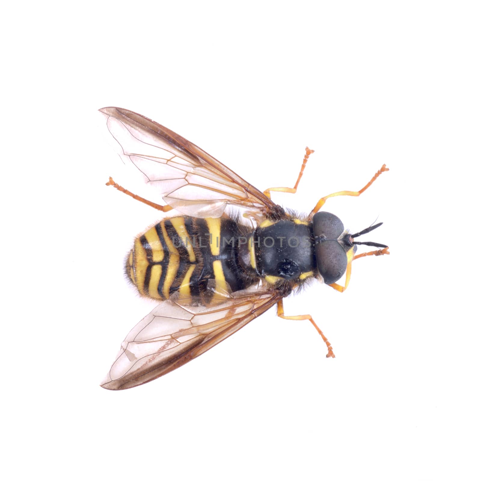 Black yellow striped fly isolated on a white background