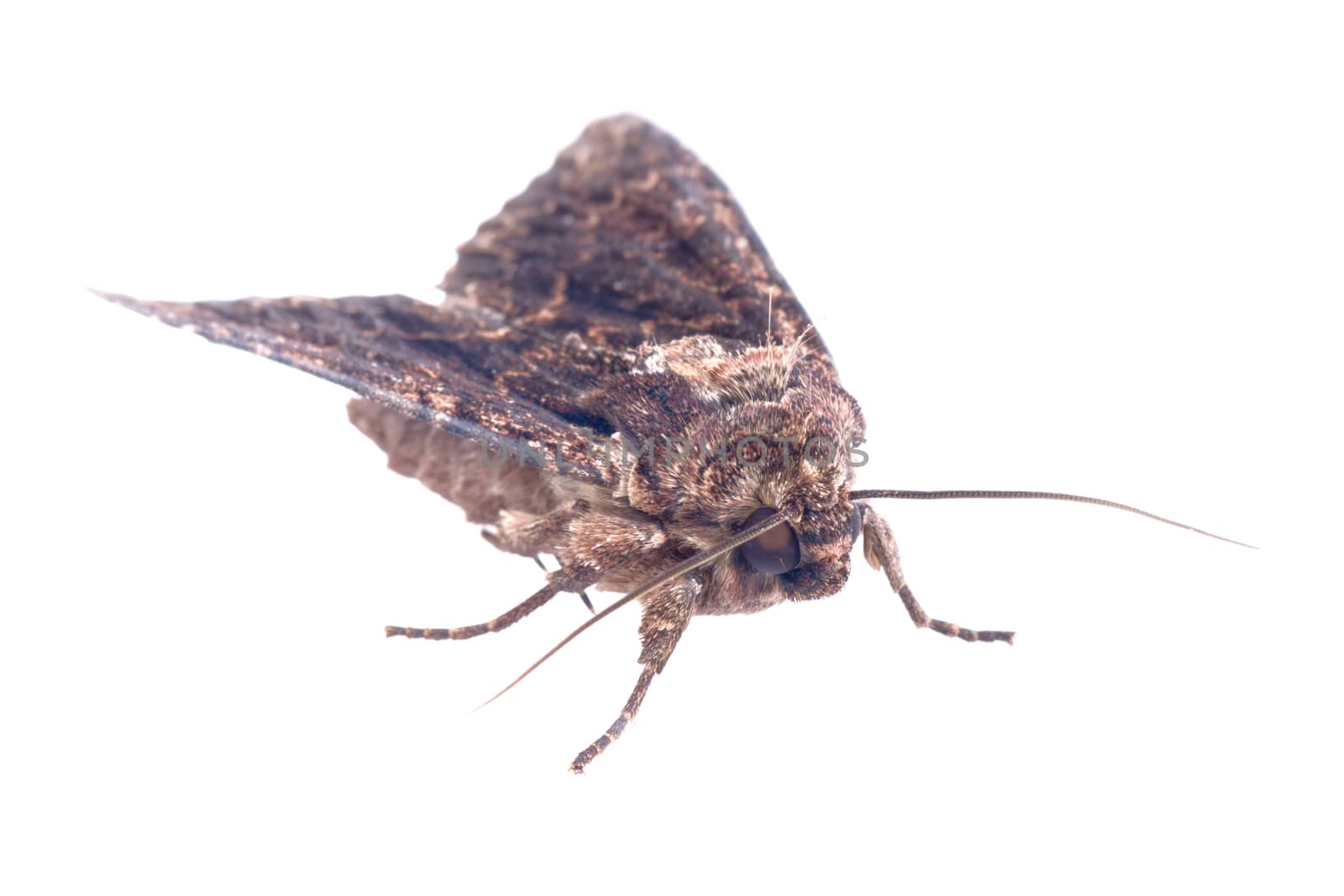 Brown moth isolated on a white background