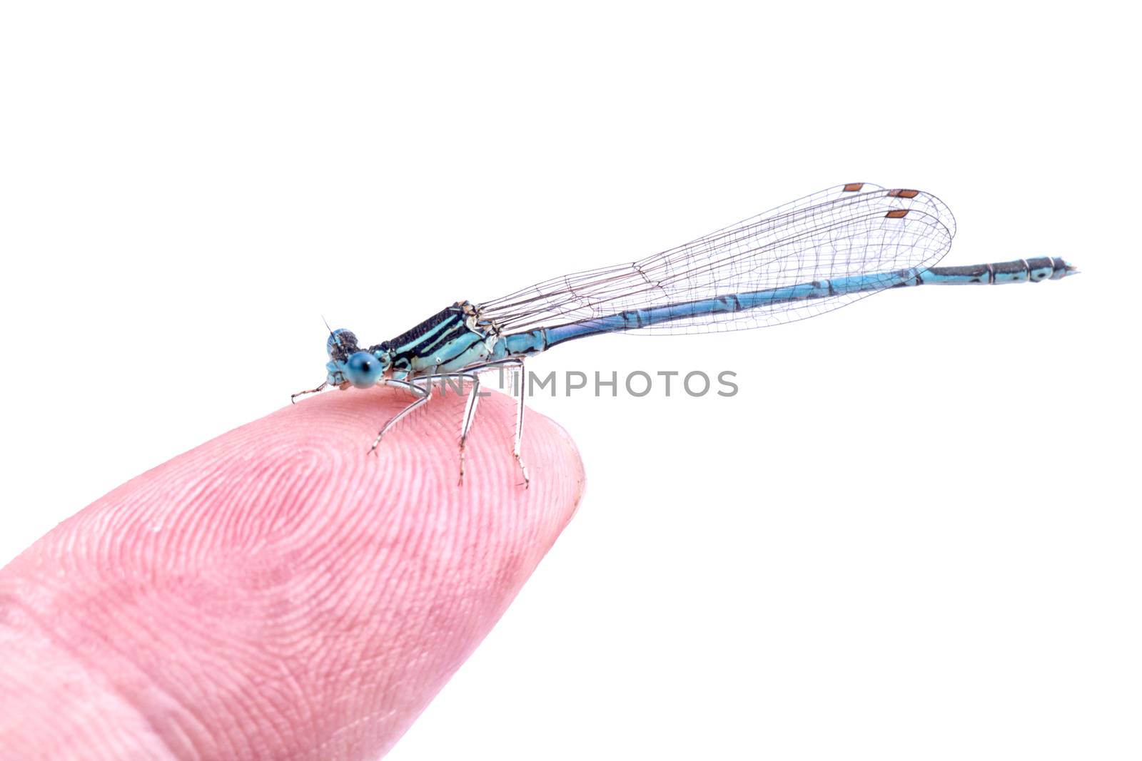 Blue dragonfly on a finger isolated on a white background
