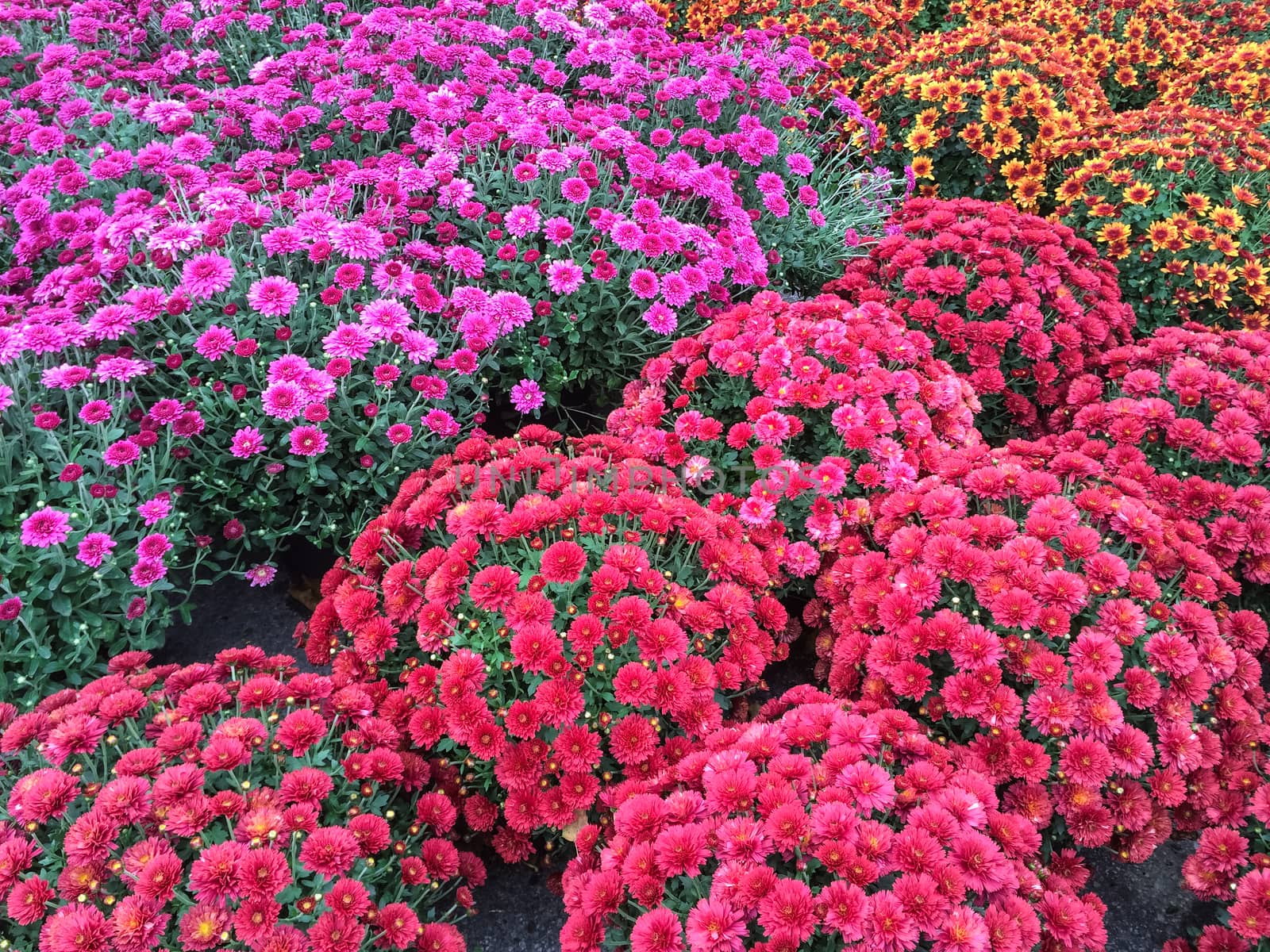 Beautiful red and purple chrysanthemums at the marketplace. Autumn flowers.