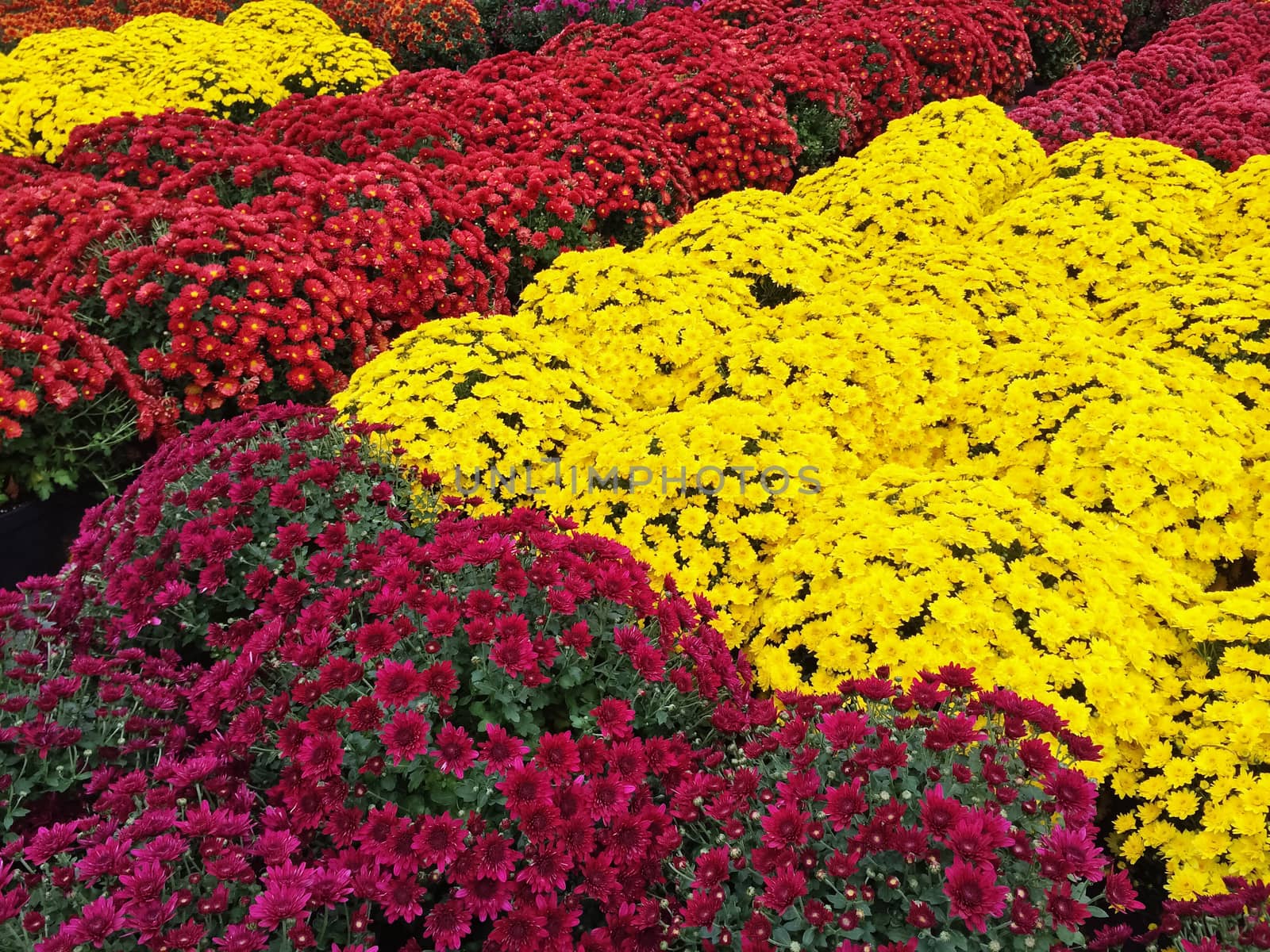 Beautiful yellow, red and purple chrysanthemums at the autumn market.
