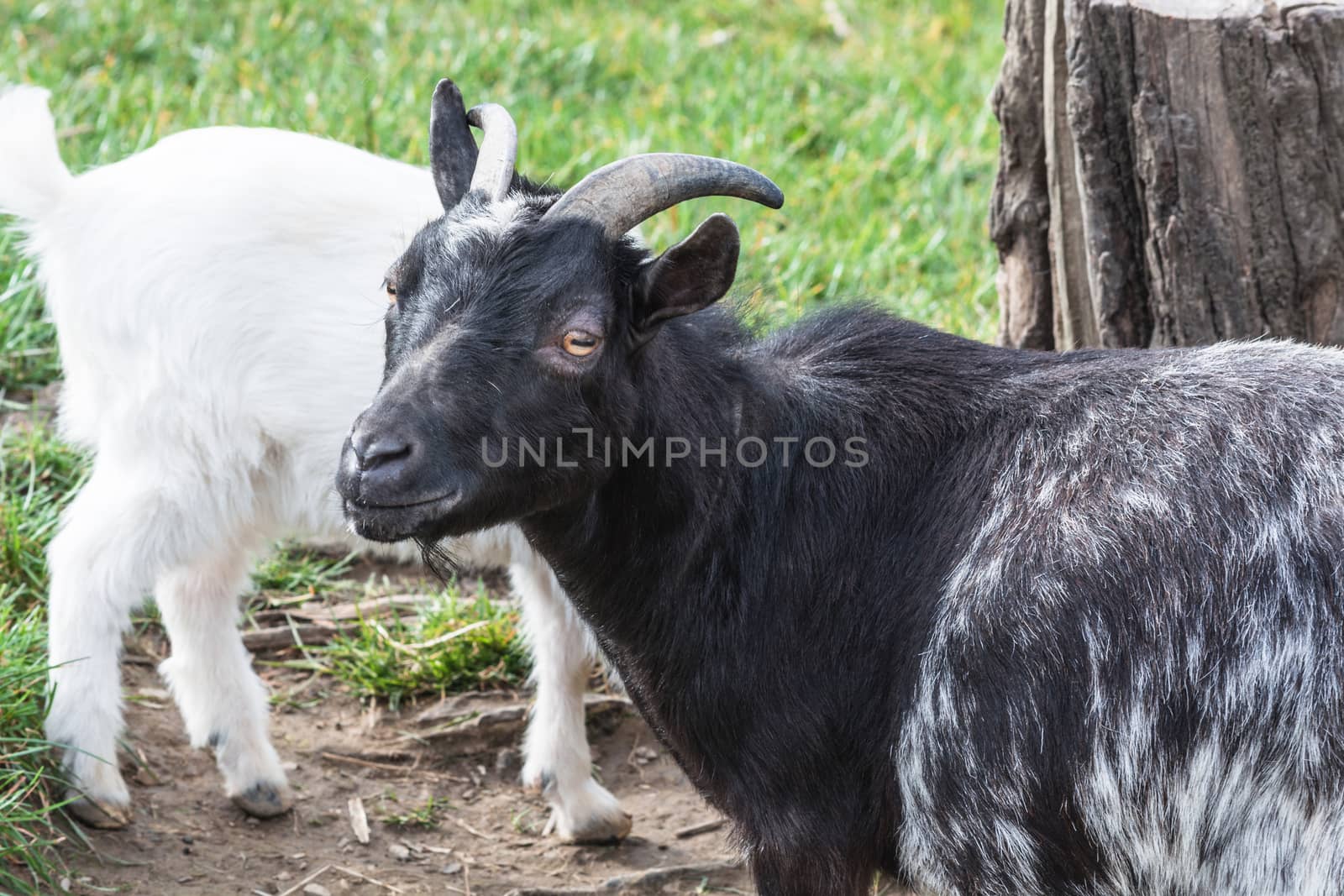 Goat on a pasture by JFsPic