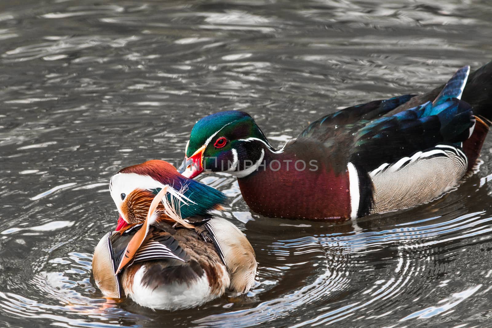 Closeup Mandarin duck (Aix galericulata) swimming in a pond.