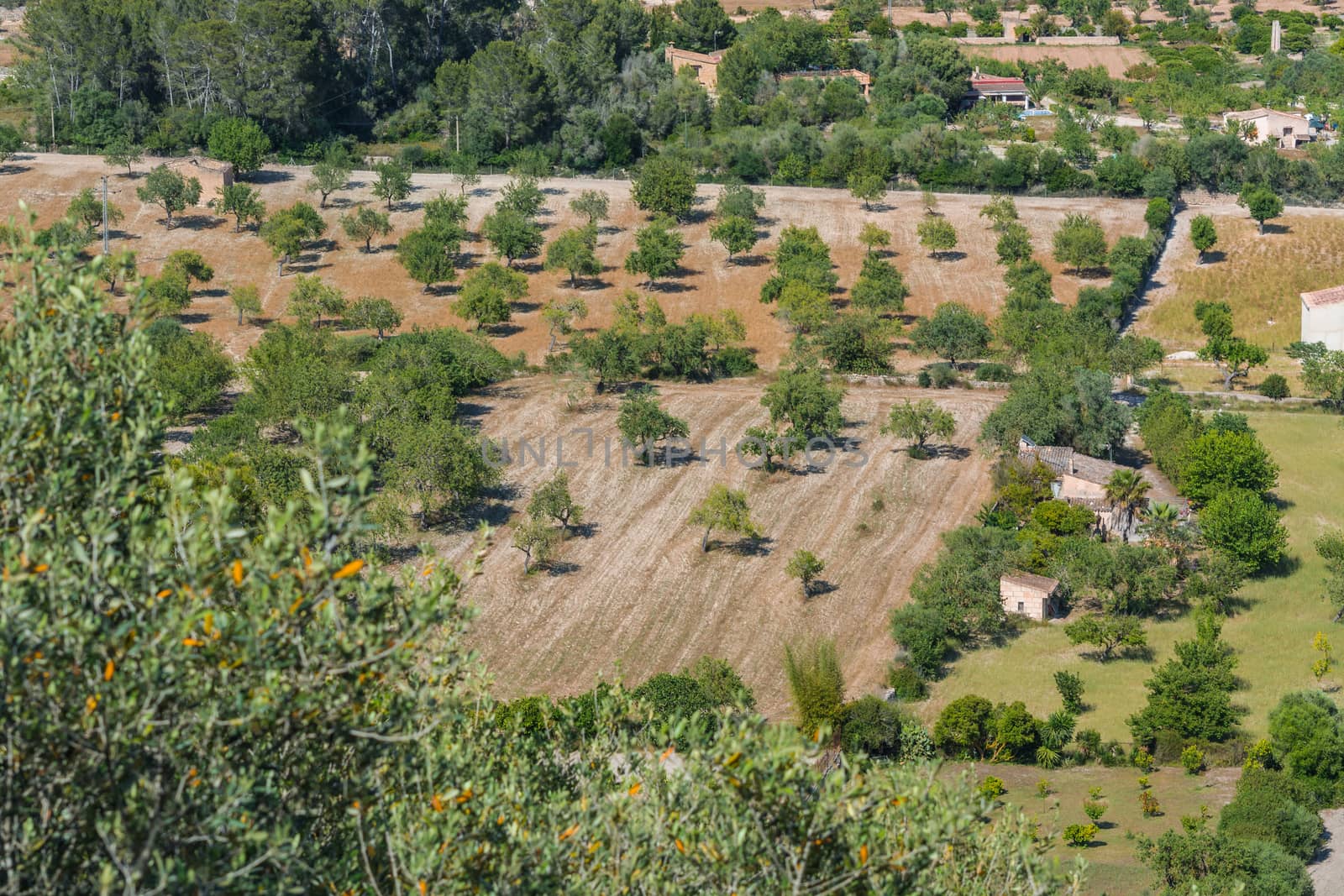 Agricultural area with olive grove in Majorca, Spain