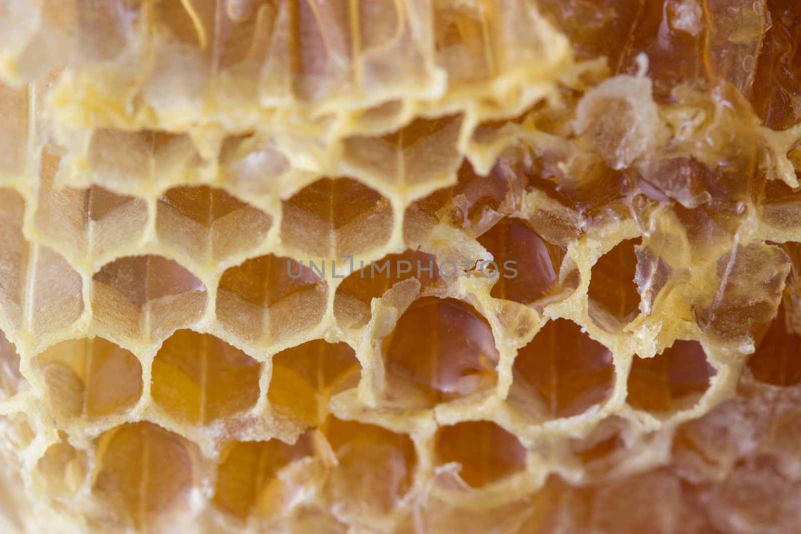 golden yellow khoney comb close up, background