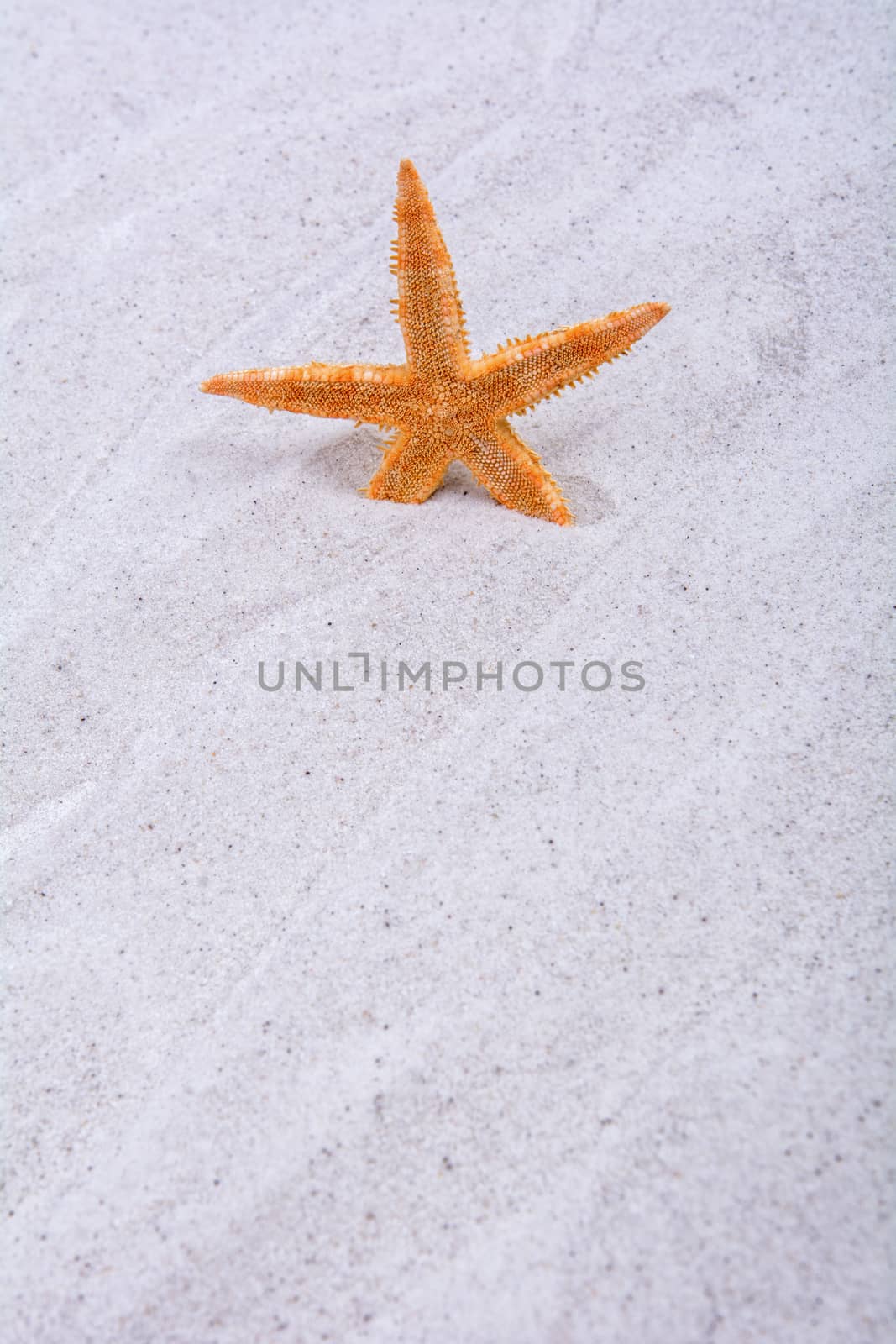 Orange starfish in a grey sand background