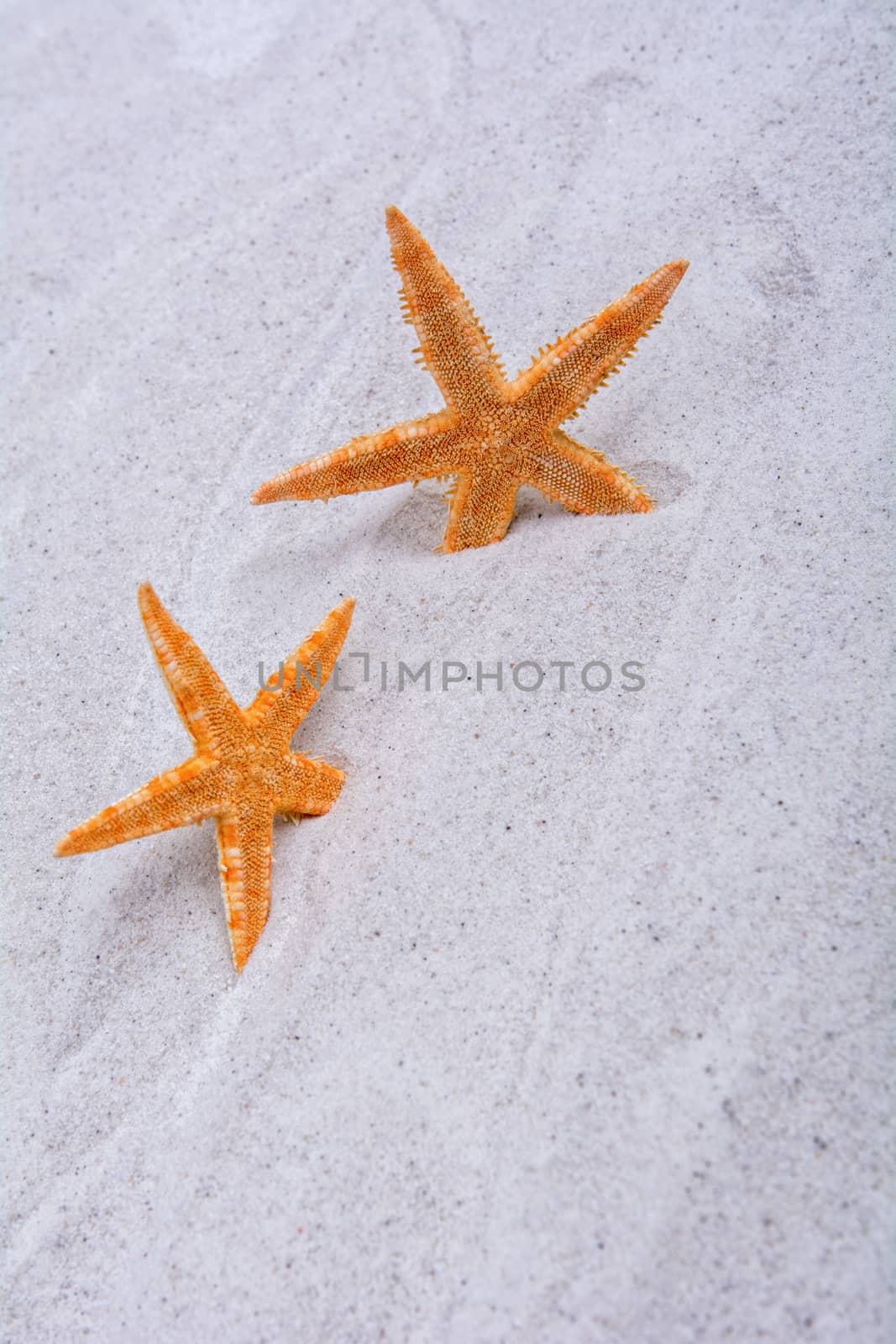 Orange starfishes in a grey sand background