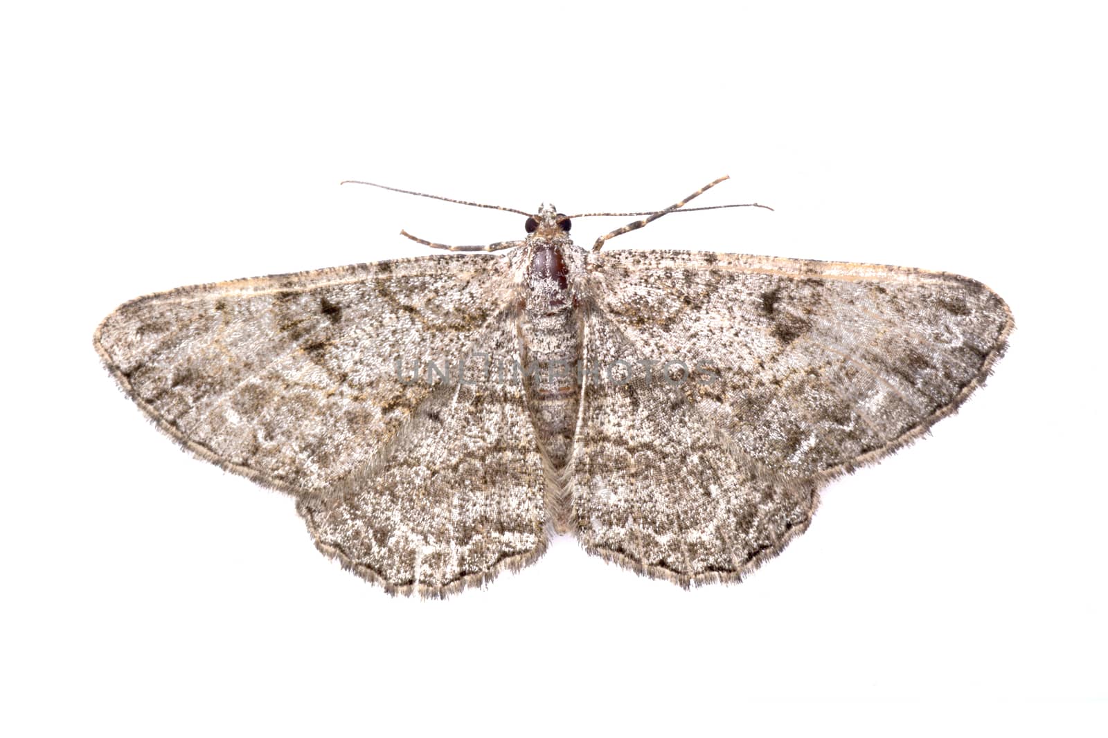 Brown butterfly isolated on a white background