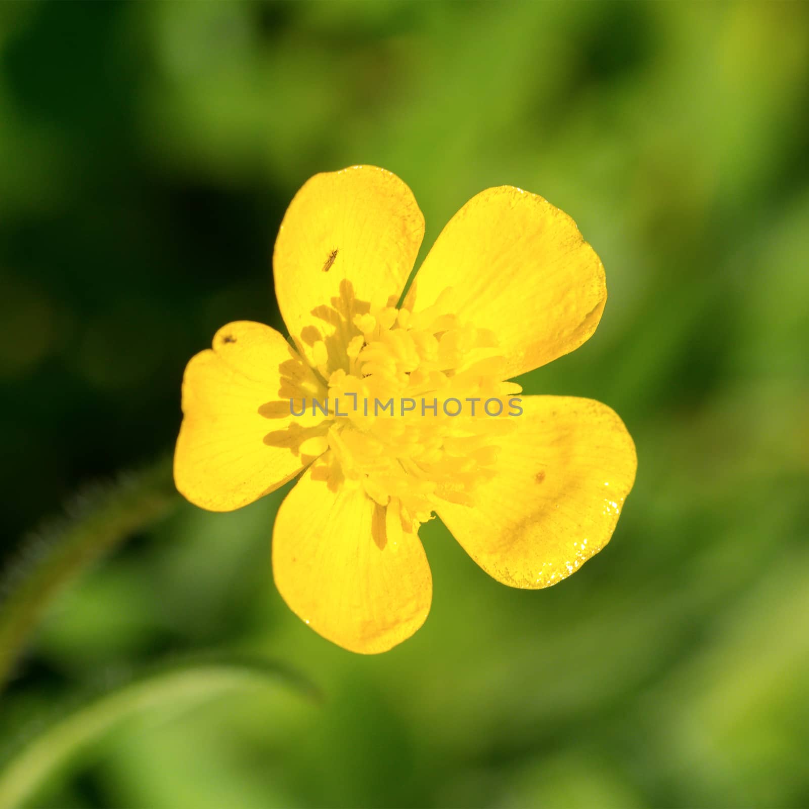 Yellow flowers on a blured green background