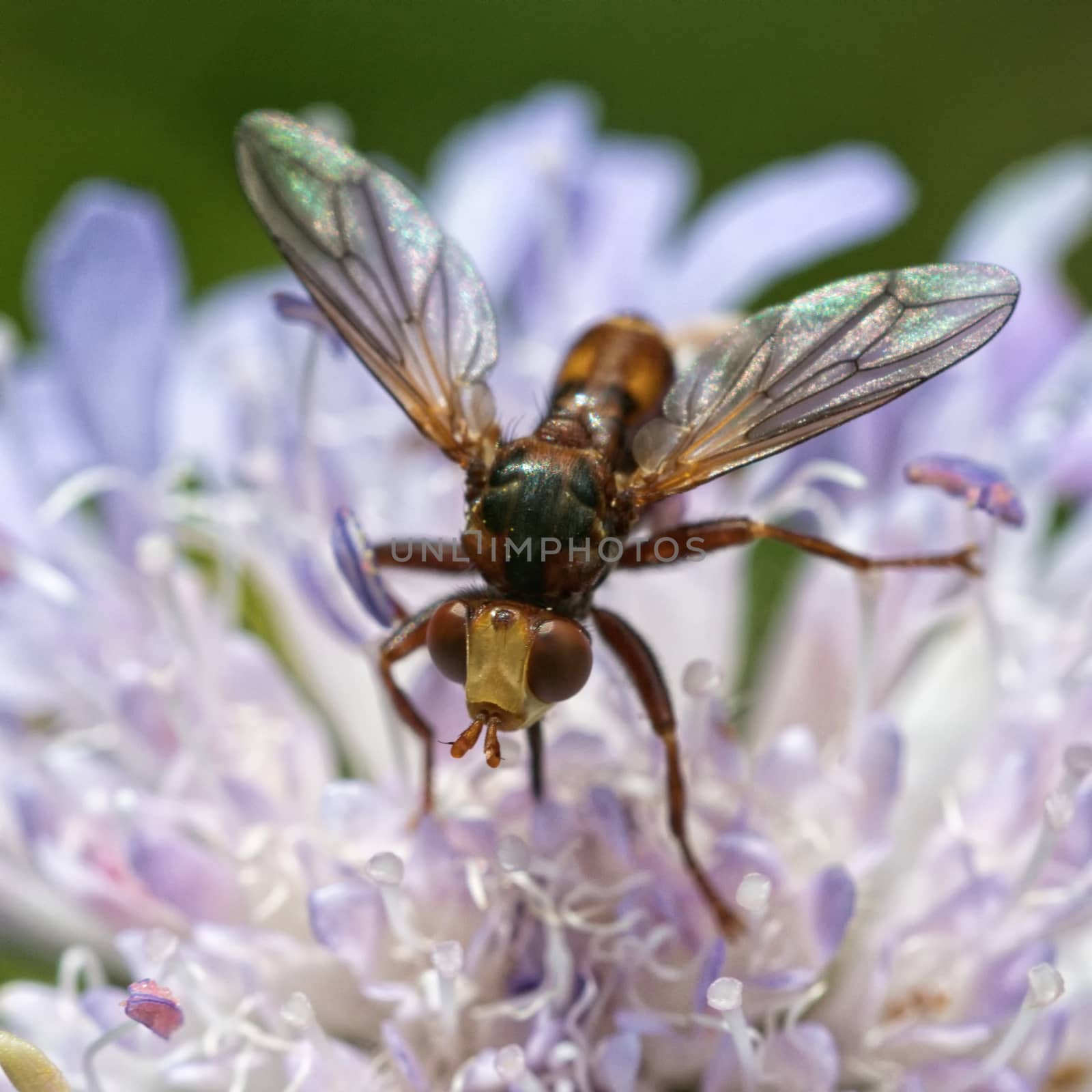 Fly sitting on a violet flower with blurred background