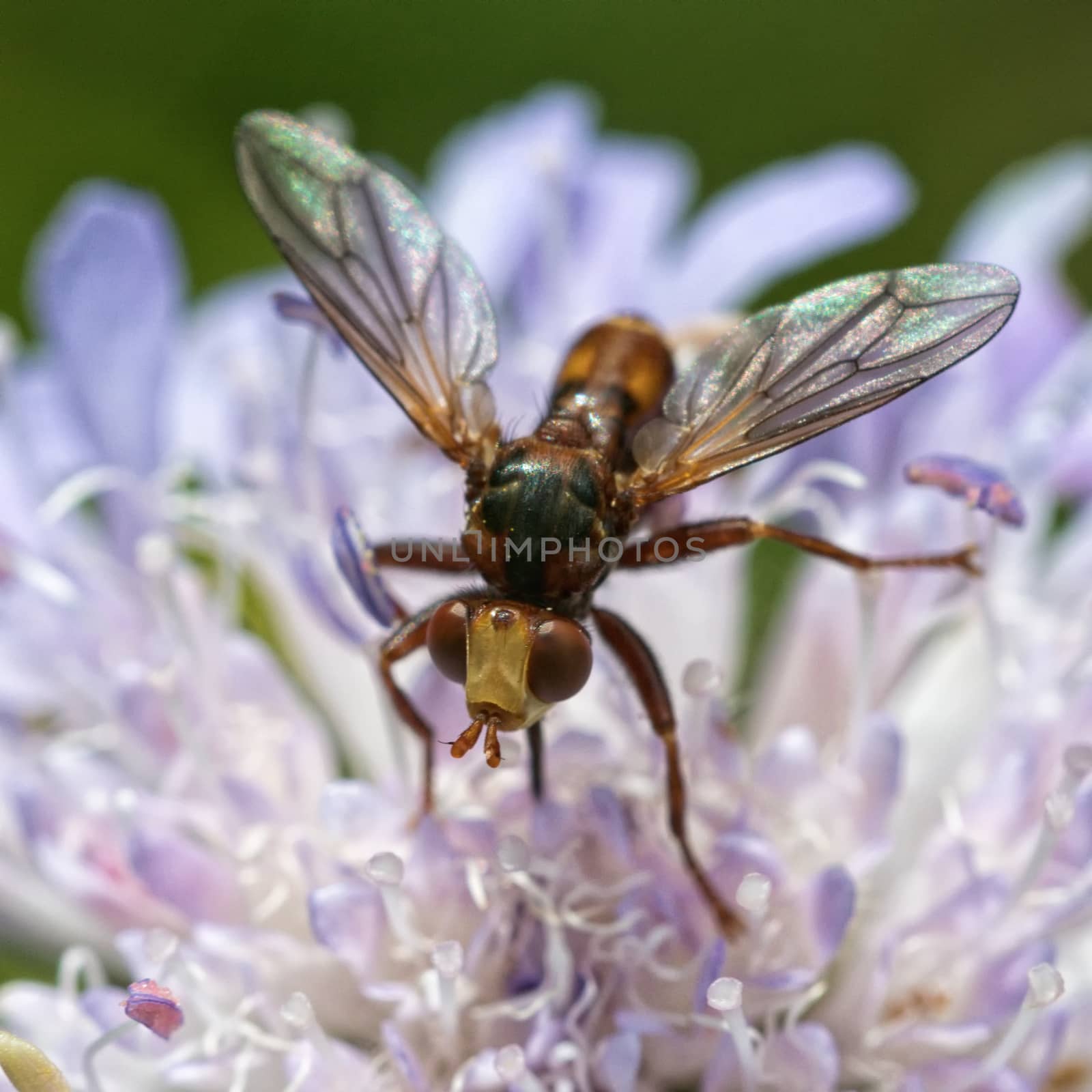 Fly on a violet flower with blurred background by neryx