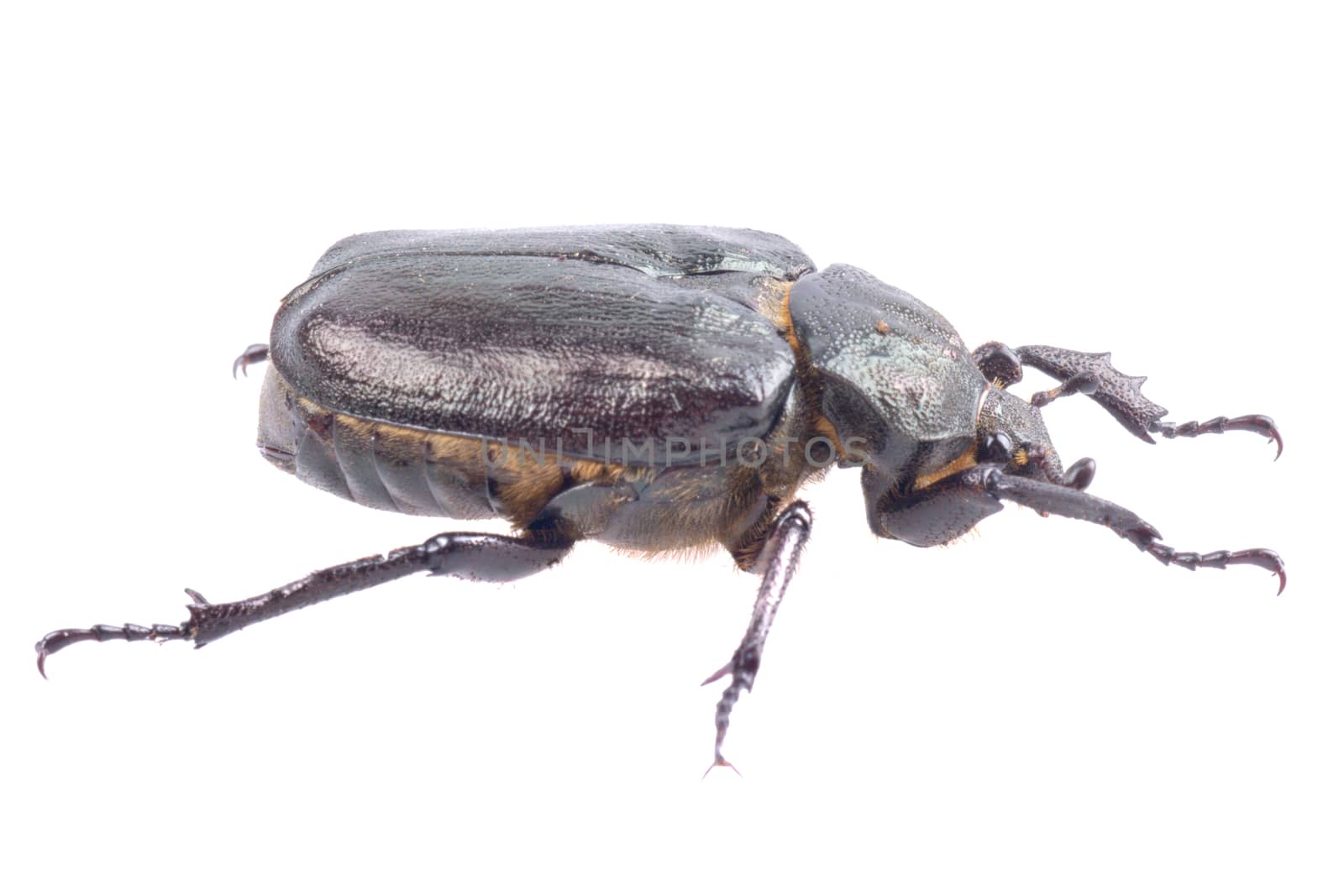 Black bug with yellow dots isolated on a white background