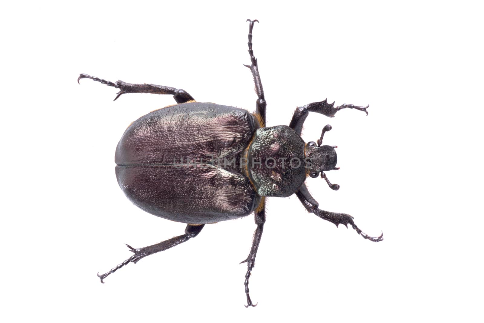 Black bug with yellow dots isolated on a white background