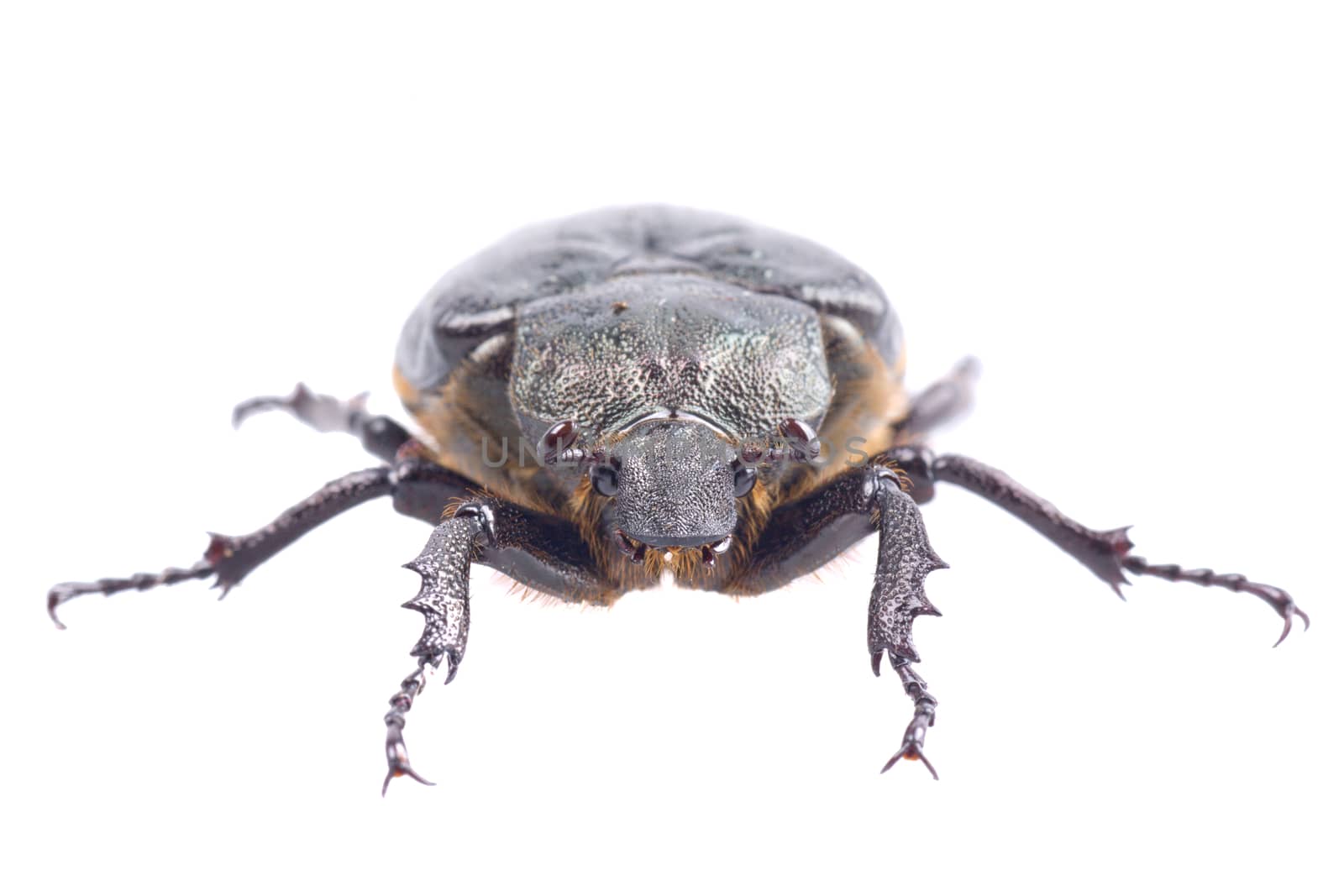 Black bug with yellow dots isolated on a white background