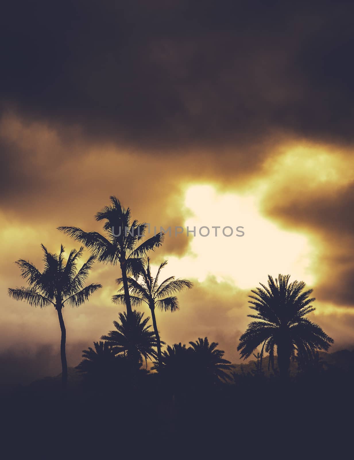 Retro Style Image Of Hawaii Palm Trees At Sunset With Copy Space