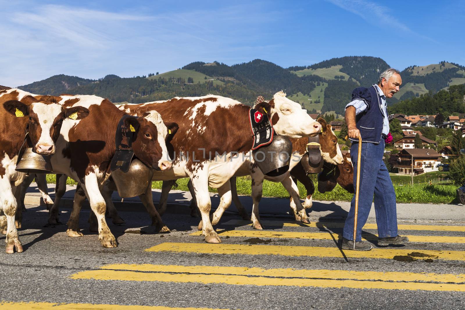 Charmey, Fribourg, Switzerland - 26 September 2015 : Farmers with a herd of cows on the annual transhumance at Charmey near Gruyeres, Fribourg zone on the Swiss alps