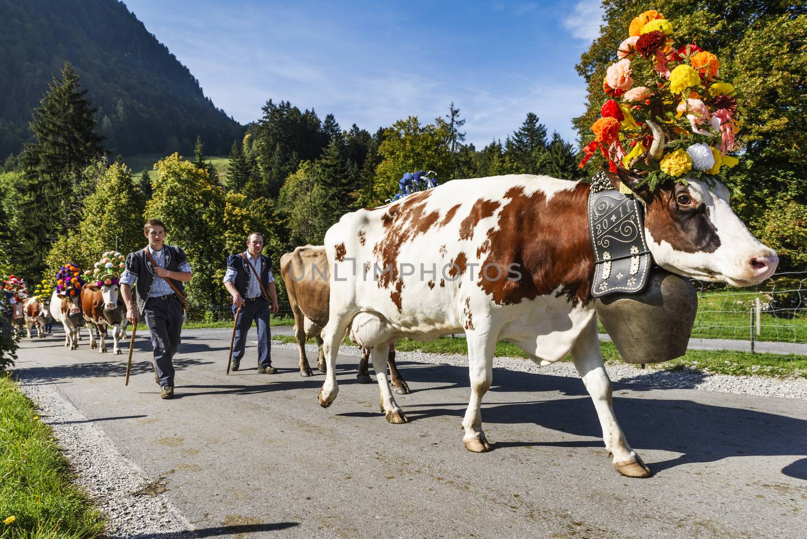 Charmey, Fribourg, Switzerland - SEPTEMBER 26 2015 : Farmers with a herd of cows on the annual transhumance at Charmey near Gruyeres, Fribourg zone on the Swiss alps