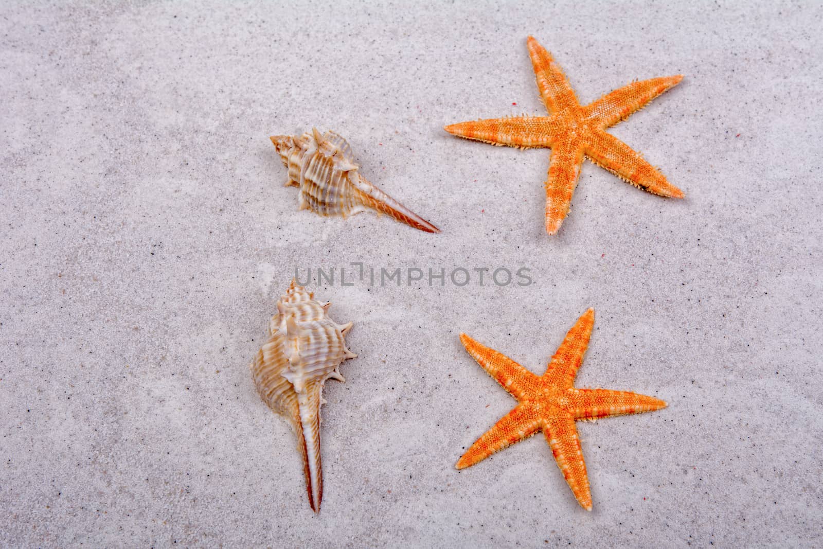 Orange starfishes and two shells on a greay sand