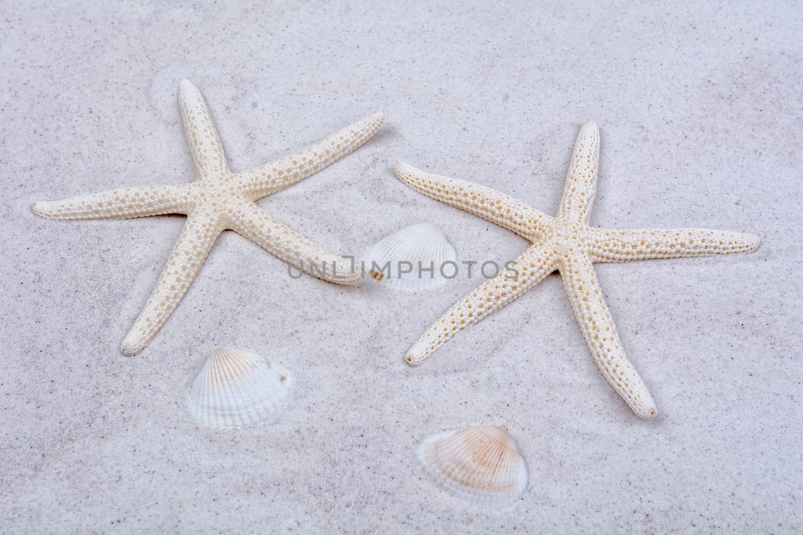 White starfishes and one shell on a greay sand