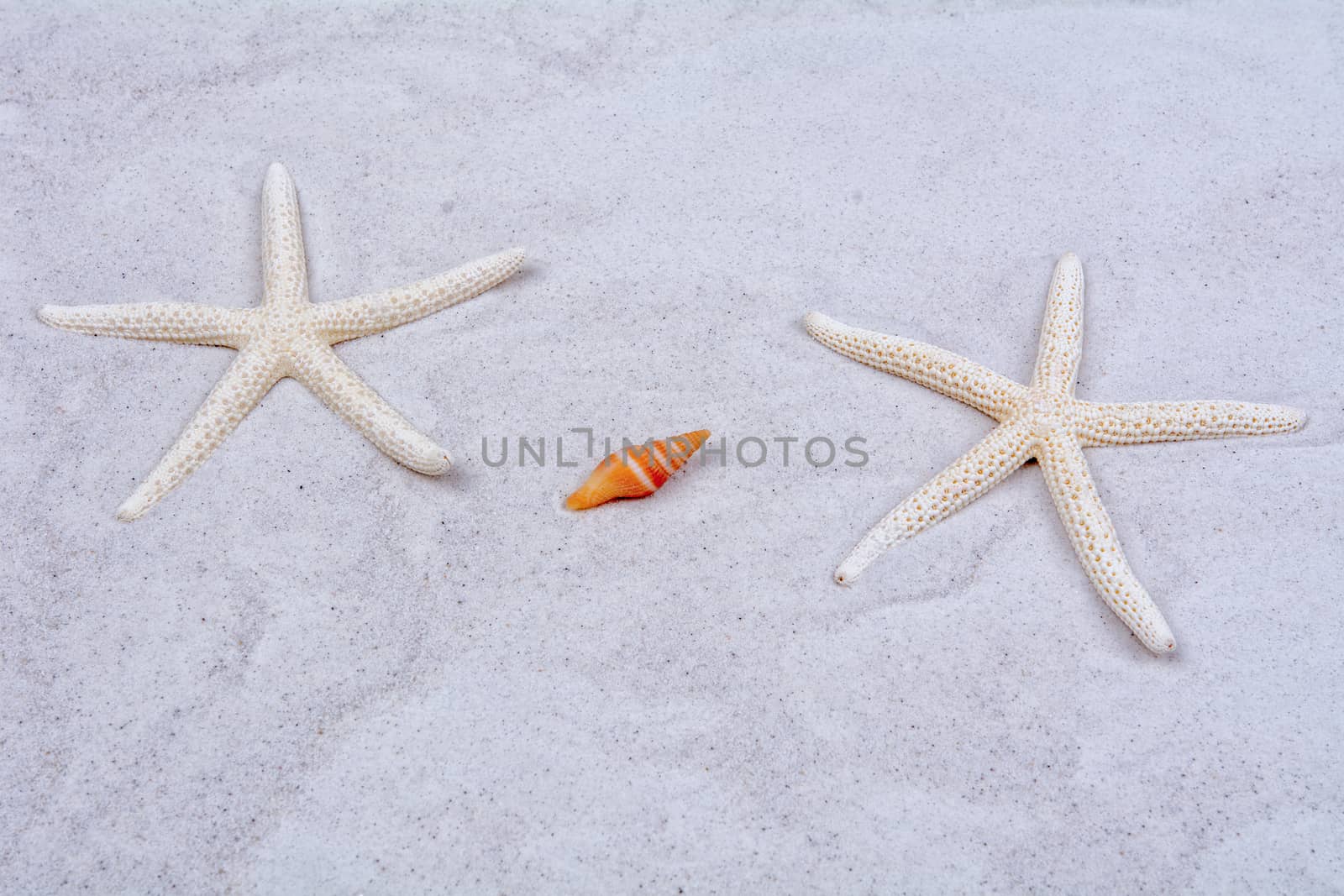 White starfishes and one shell on a greay sand
