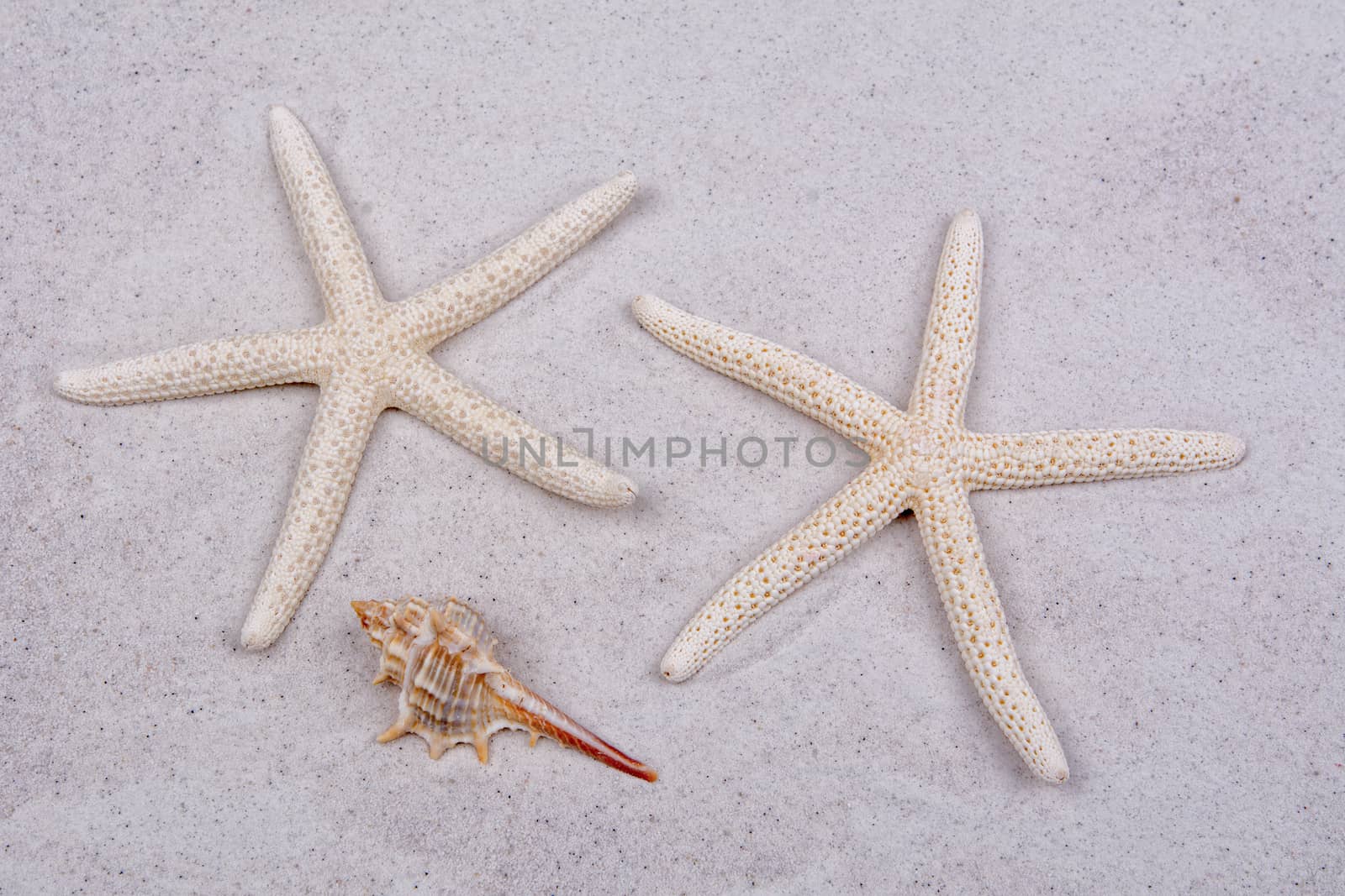 White starfishes and one shell on a greay sand