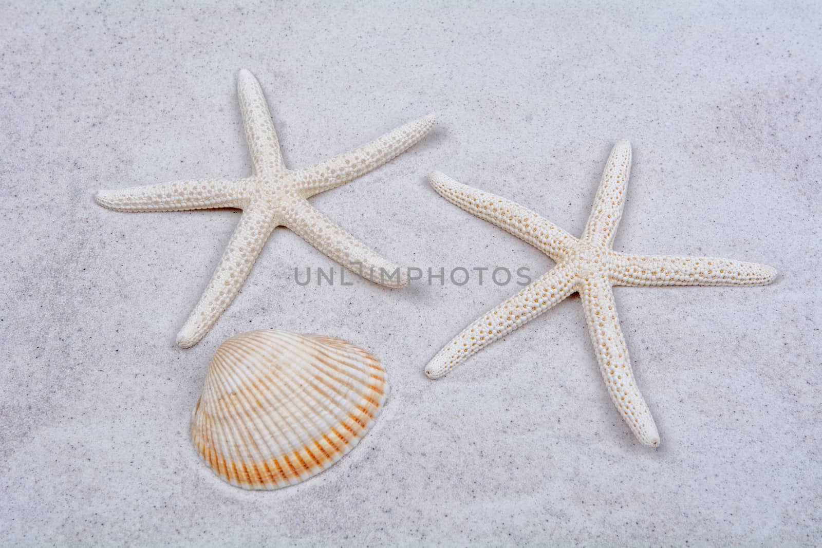 White starfishes and one shell on a greay sand