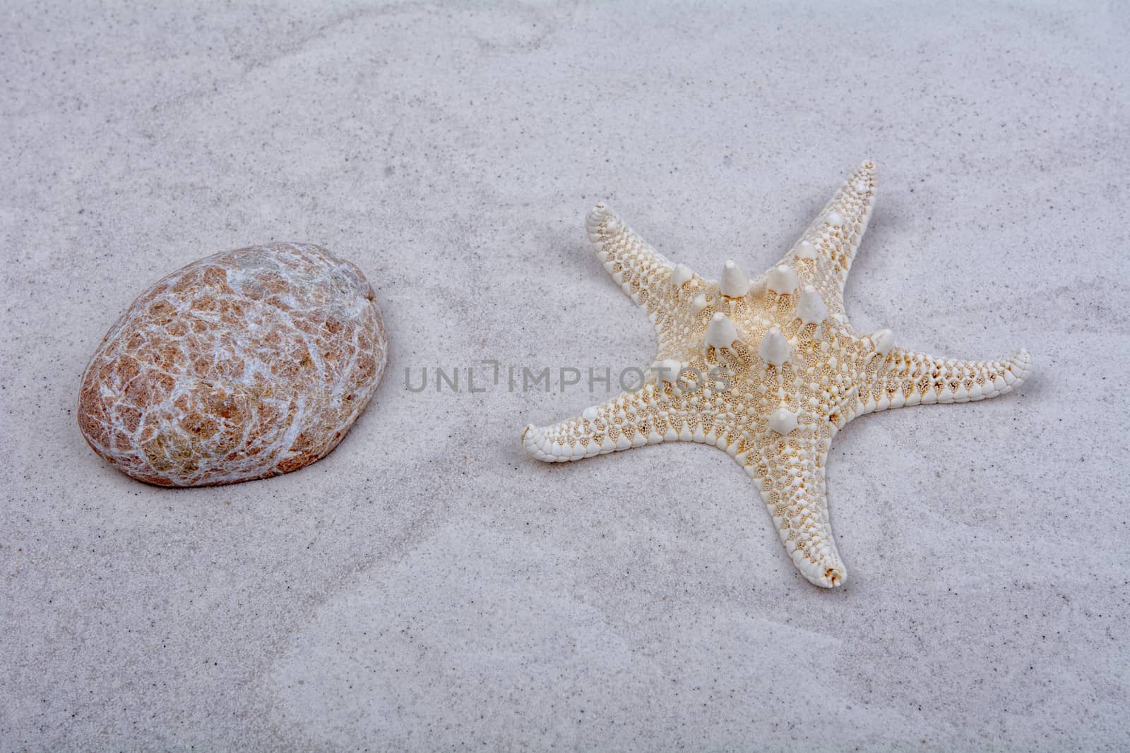 White starfish and one shell on a greay sand