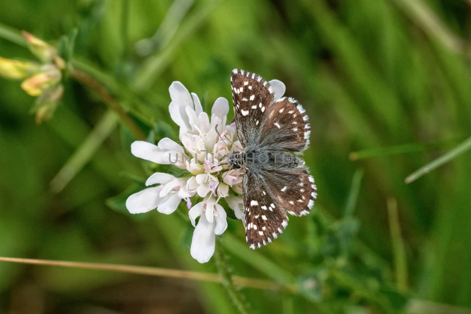 Brown butterfly sitting on a white flower