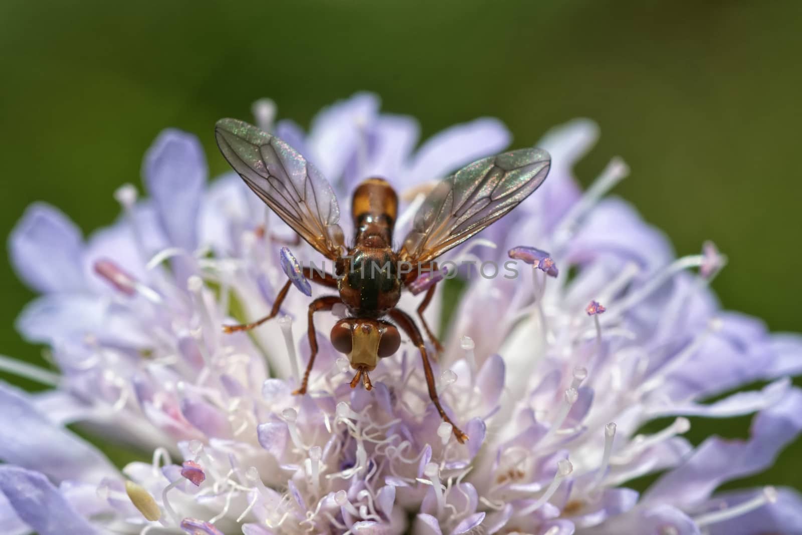 Fly sitting on a violet flower with blurred background