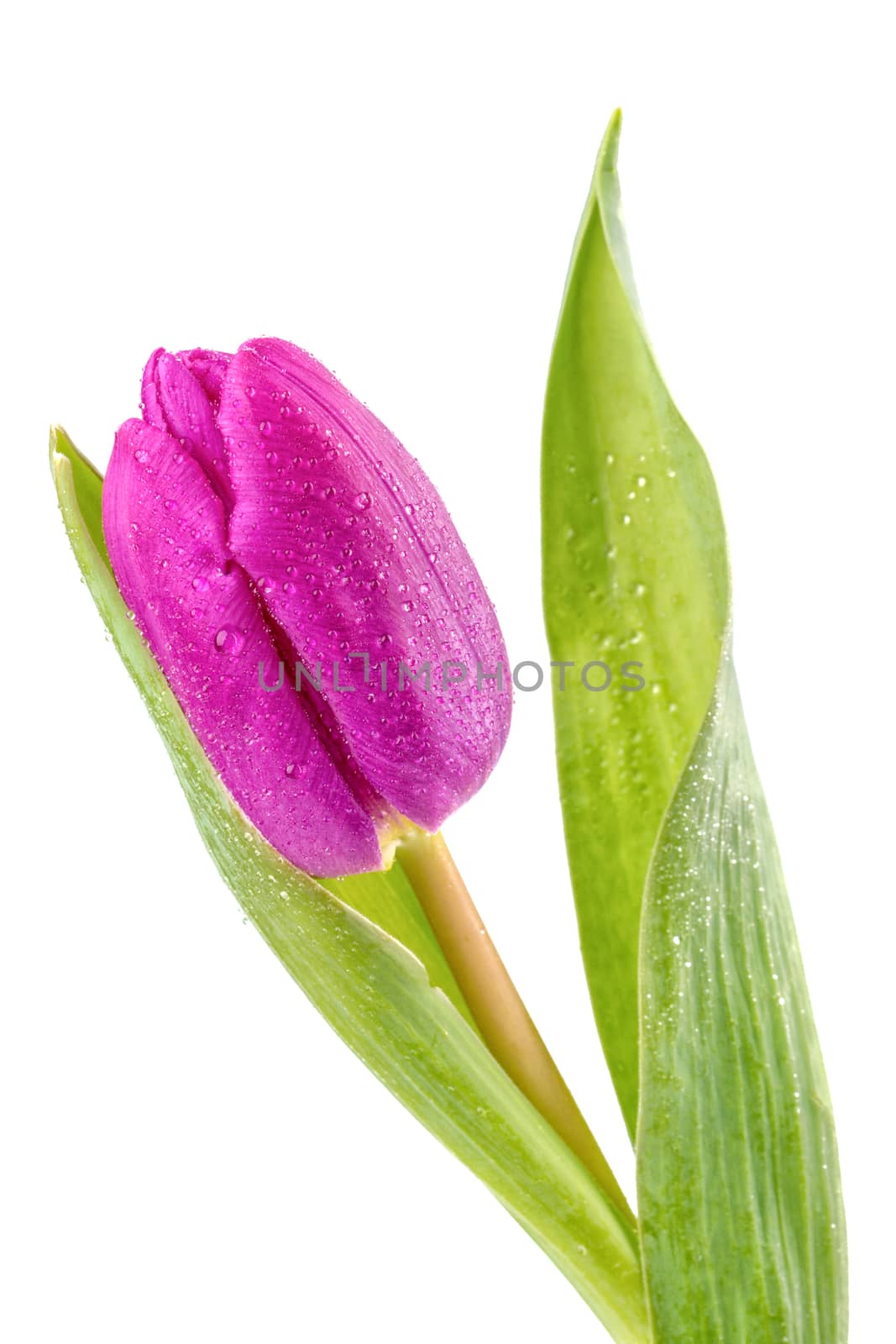 Violet tulip isolated on white background