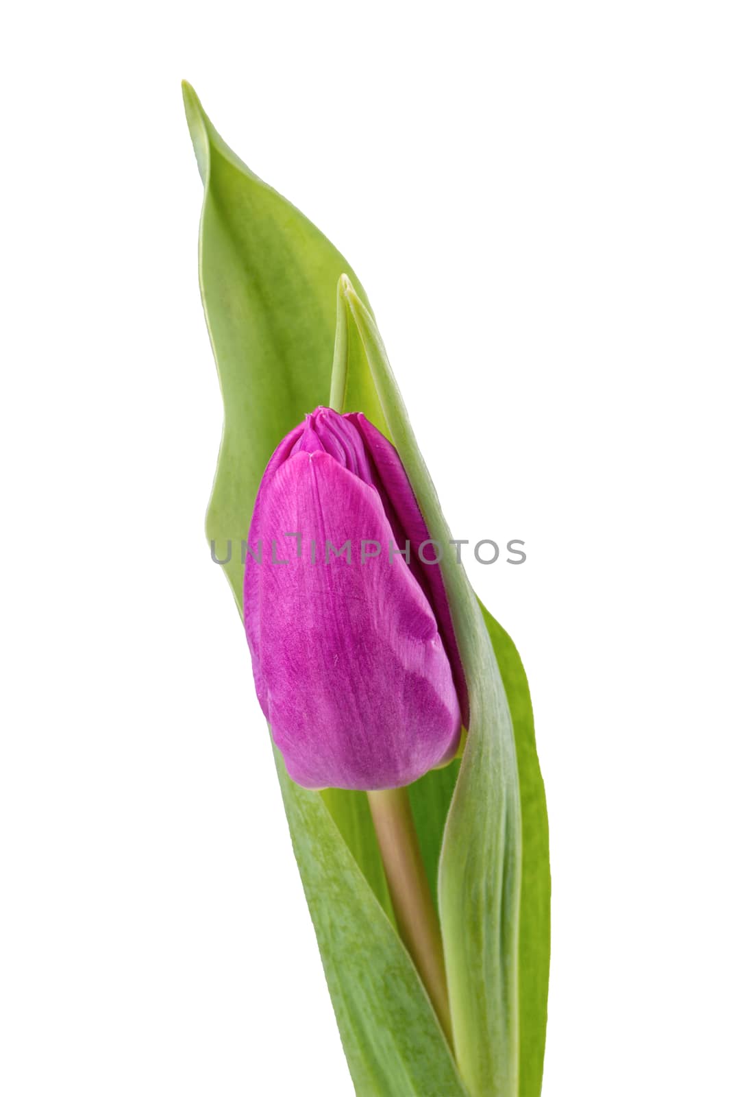 Violet tulip isolated on white background