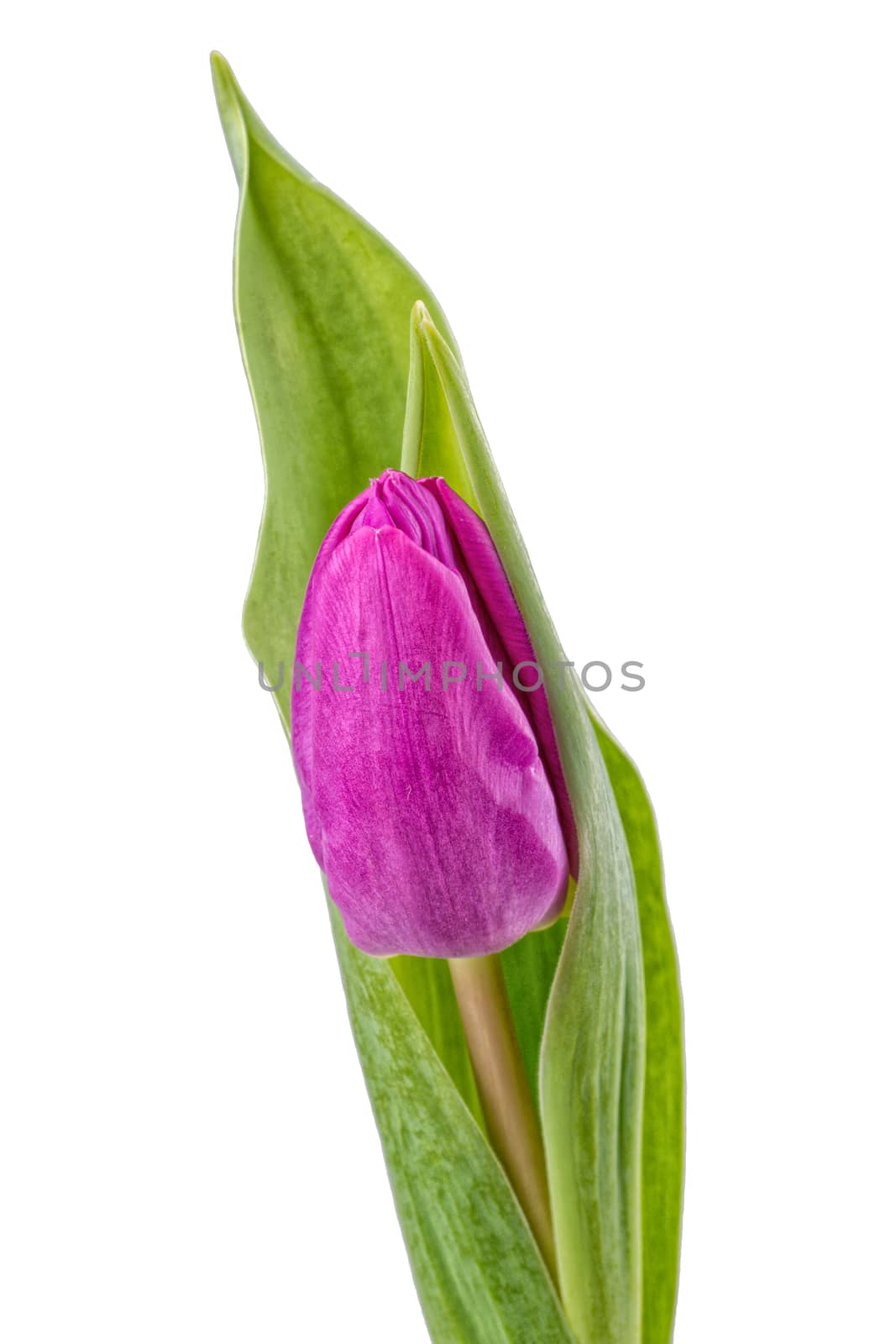 Violet tulip isolated on white background