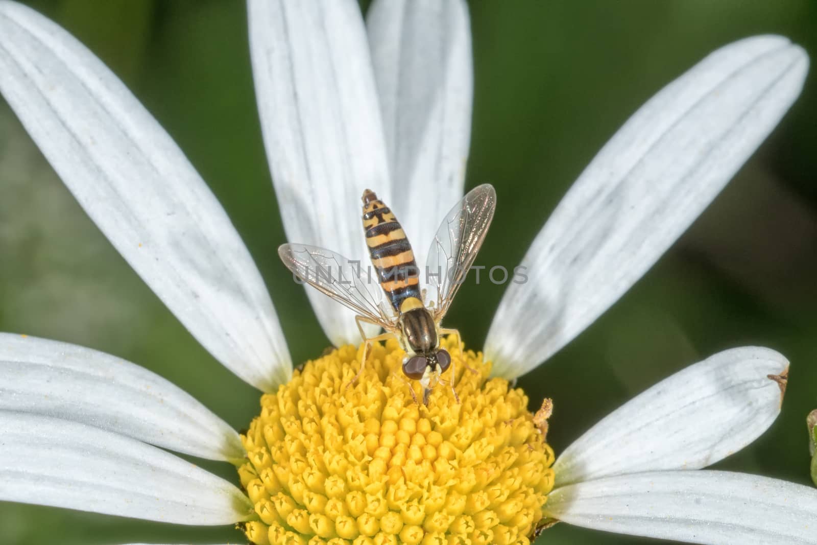 Fly sitting on a white flower with blurred background