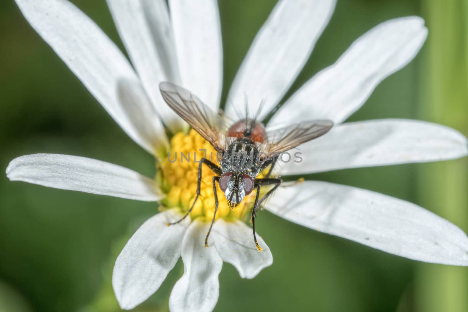 Fly sitting on a white flower with blurred background