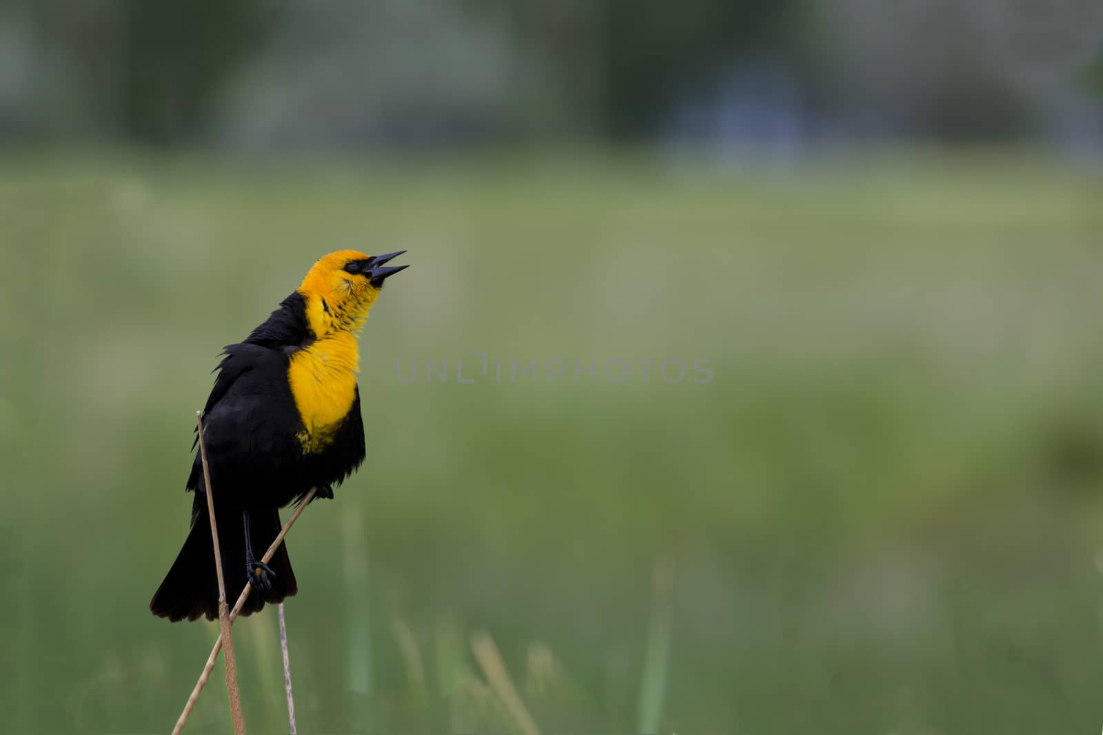 Yellow-headed blackbird in breeding plumage sings.  Location is Farmington Waterfowl Management Area in Utah, part of the Great Salt Lake Western Hemisphere Shorebird Reserve.  Tourism and recreational activities include birdwatching, photography, and hunting. Focus on bird with shallow depth of field. 