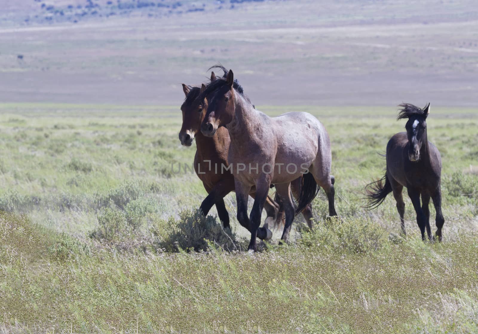 Trio of galloping wild horses in Utah at Onaqui Mountains Herd Management Area.  Symbols of Old West in Tooele County along Pony Express Road. Running hooves in grass raise dust as they turn.  